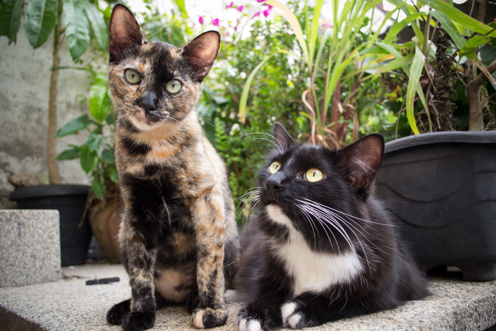 Nikon D3100 sample photo. Mammal, animal, cat photography