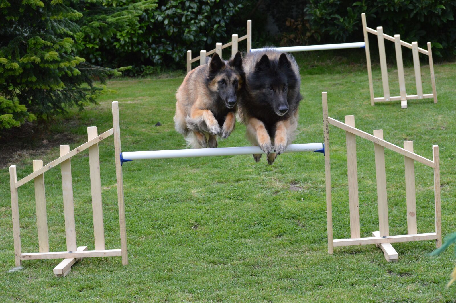 Nikon D3200 sample photo. Belgian, shepherds, bitch photography