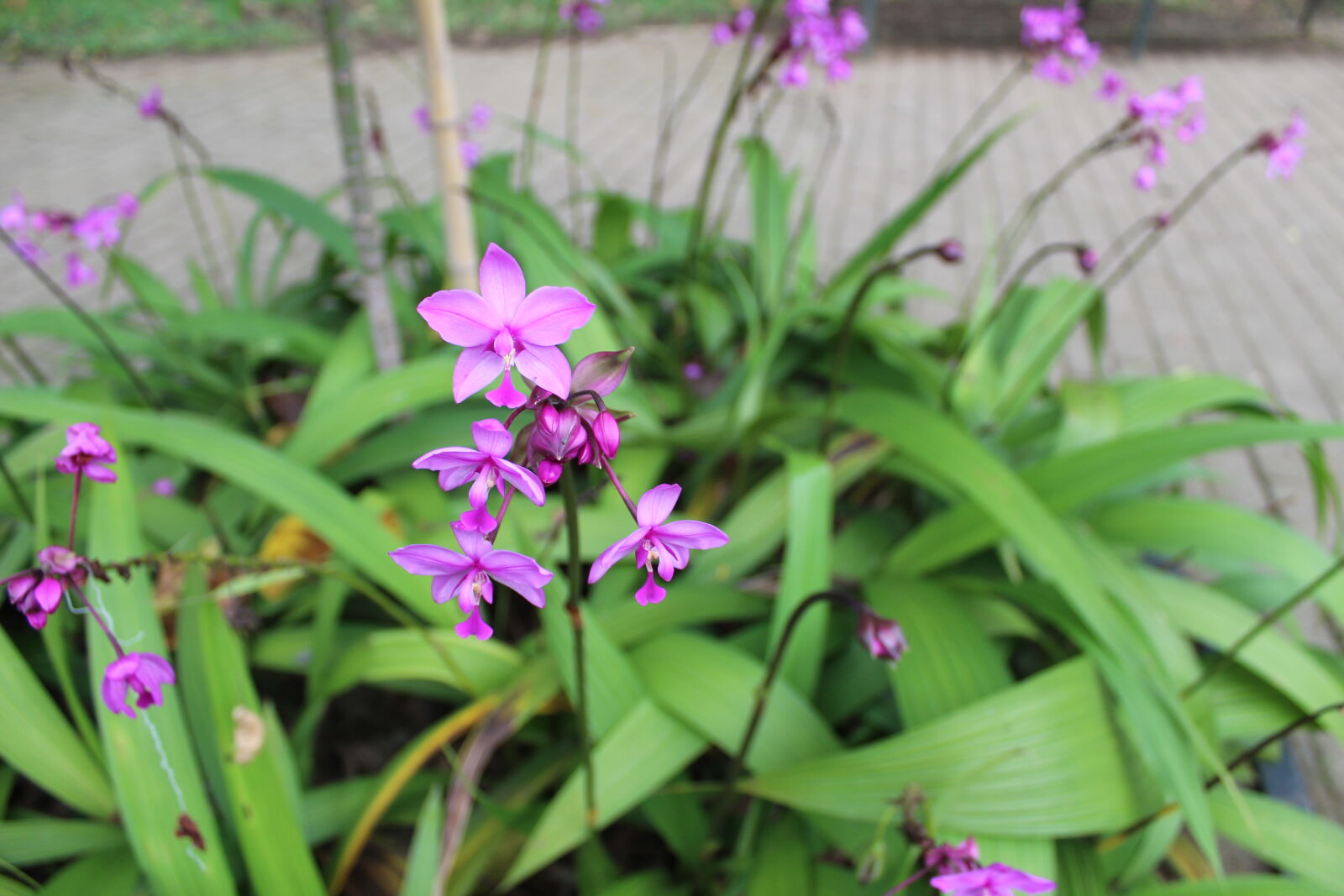 Canon EOS 1300D (EOS Rebel T6 / EOS Kiss X80) sample photo
