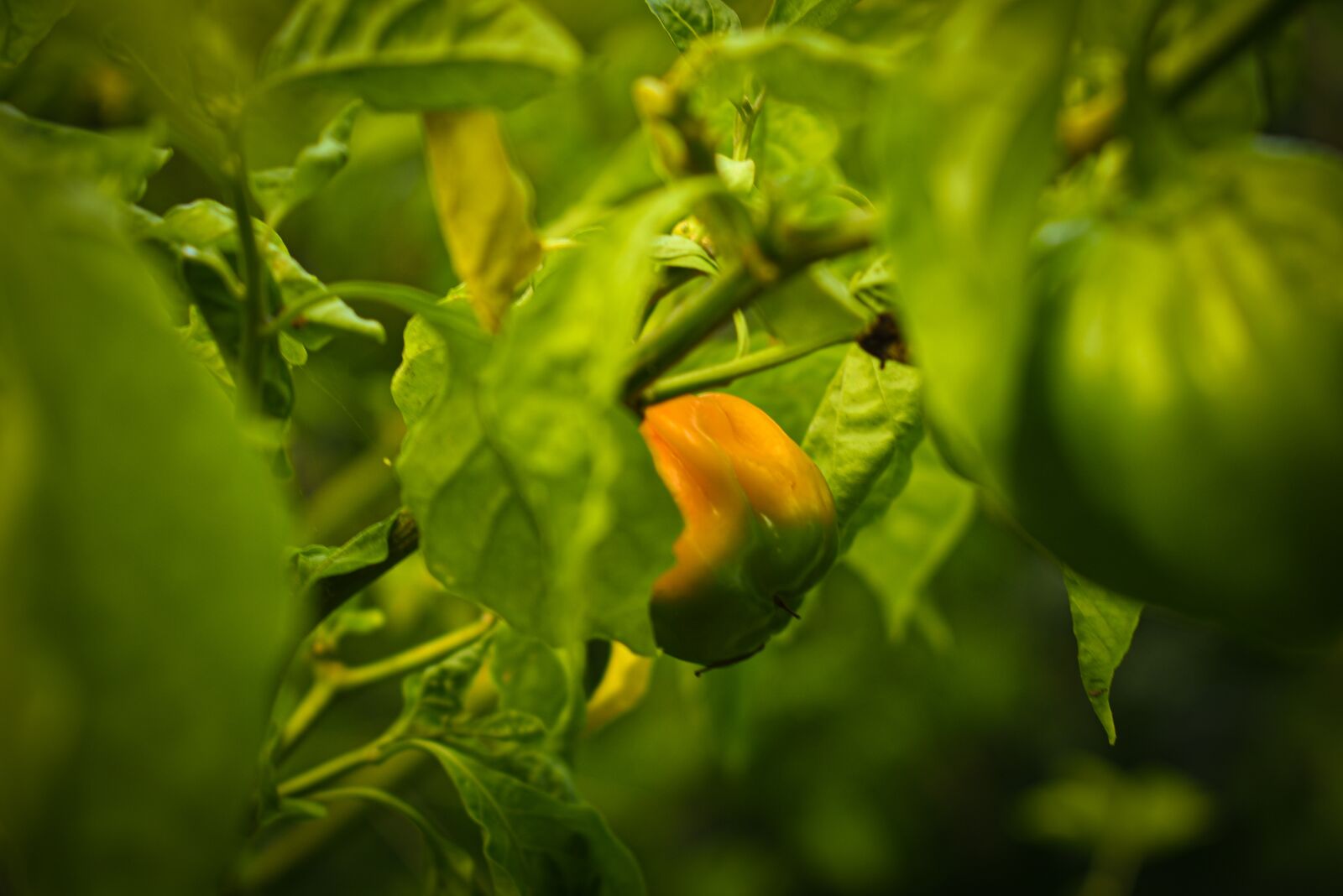 Nikon D3400 sample photo