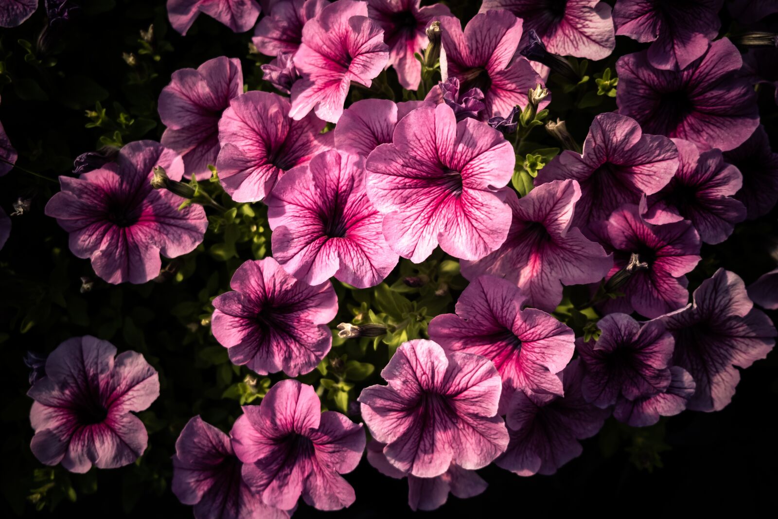 Fujifilm X-T3 sample photo. Flower, flowers, pink photography
