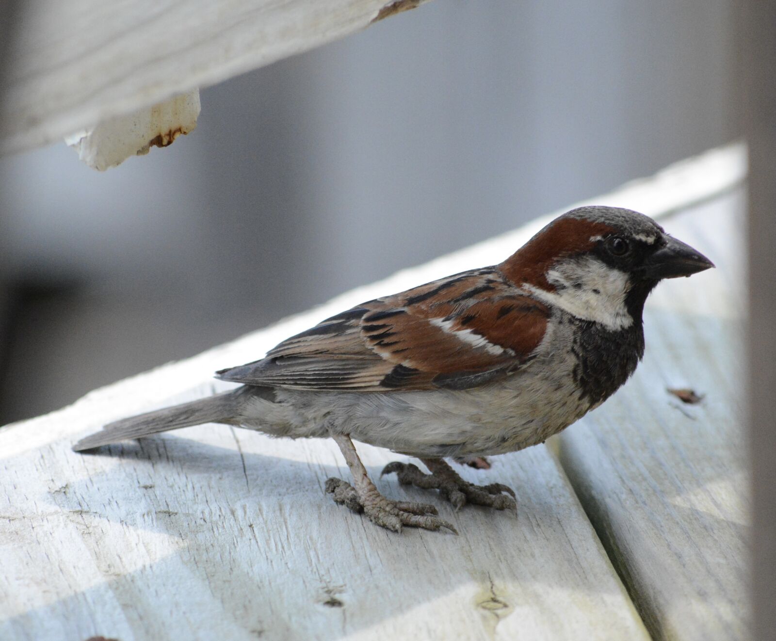 Nikon D7100 sample photo
