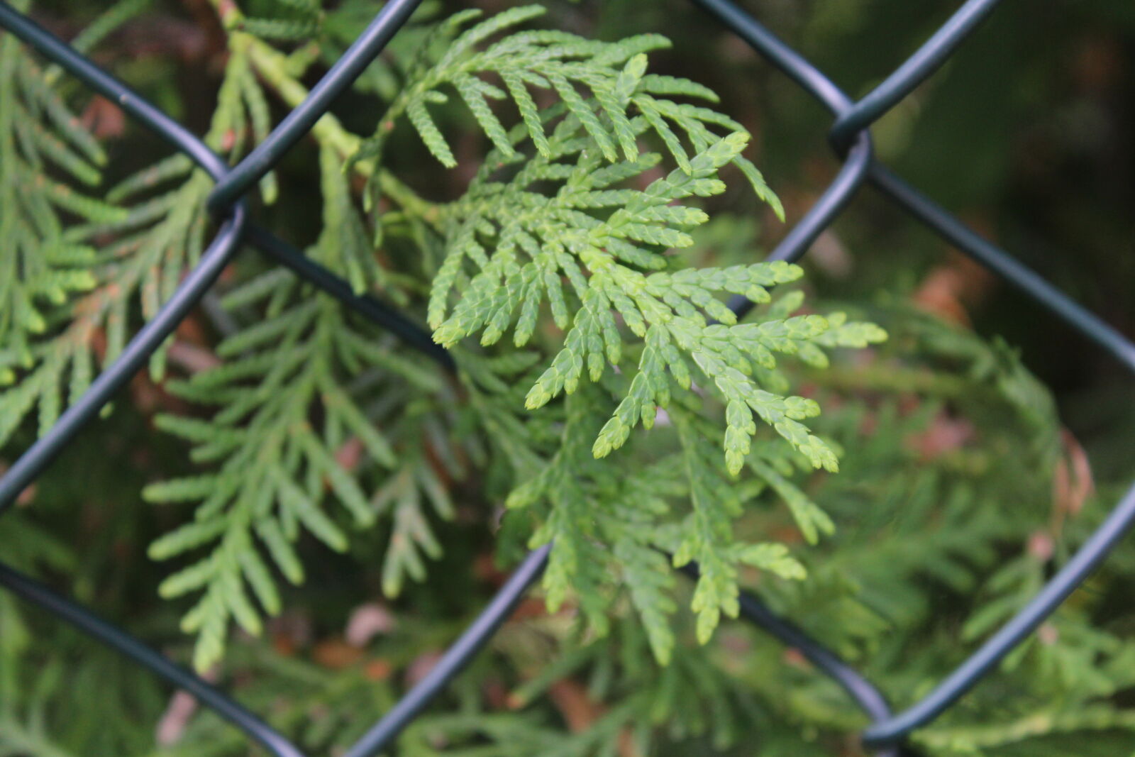Canon EOS 1200D (EOS Rebel T5 / EOS Kiss X70 / EOS Hi) sample photo. Tree photography