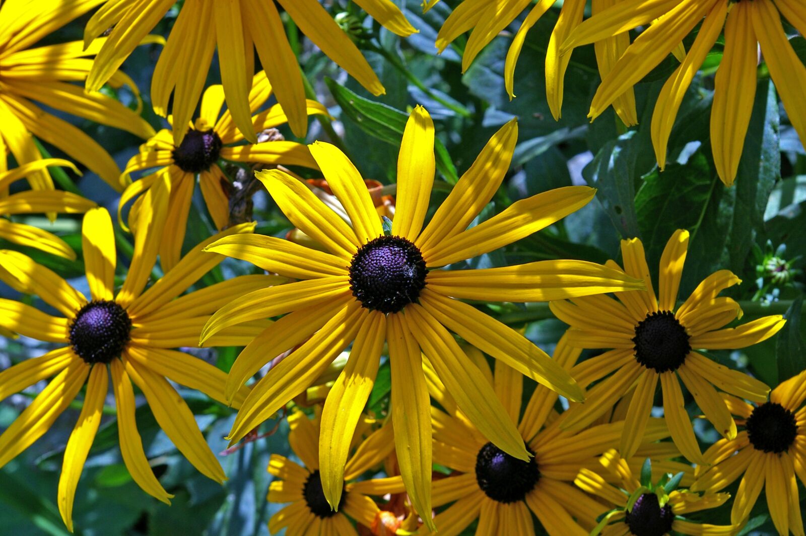 Pentax *ist DL2 sample photo. Coneflower, shrub, yellow coneflower photography