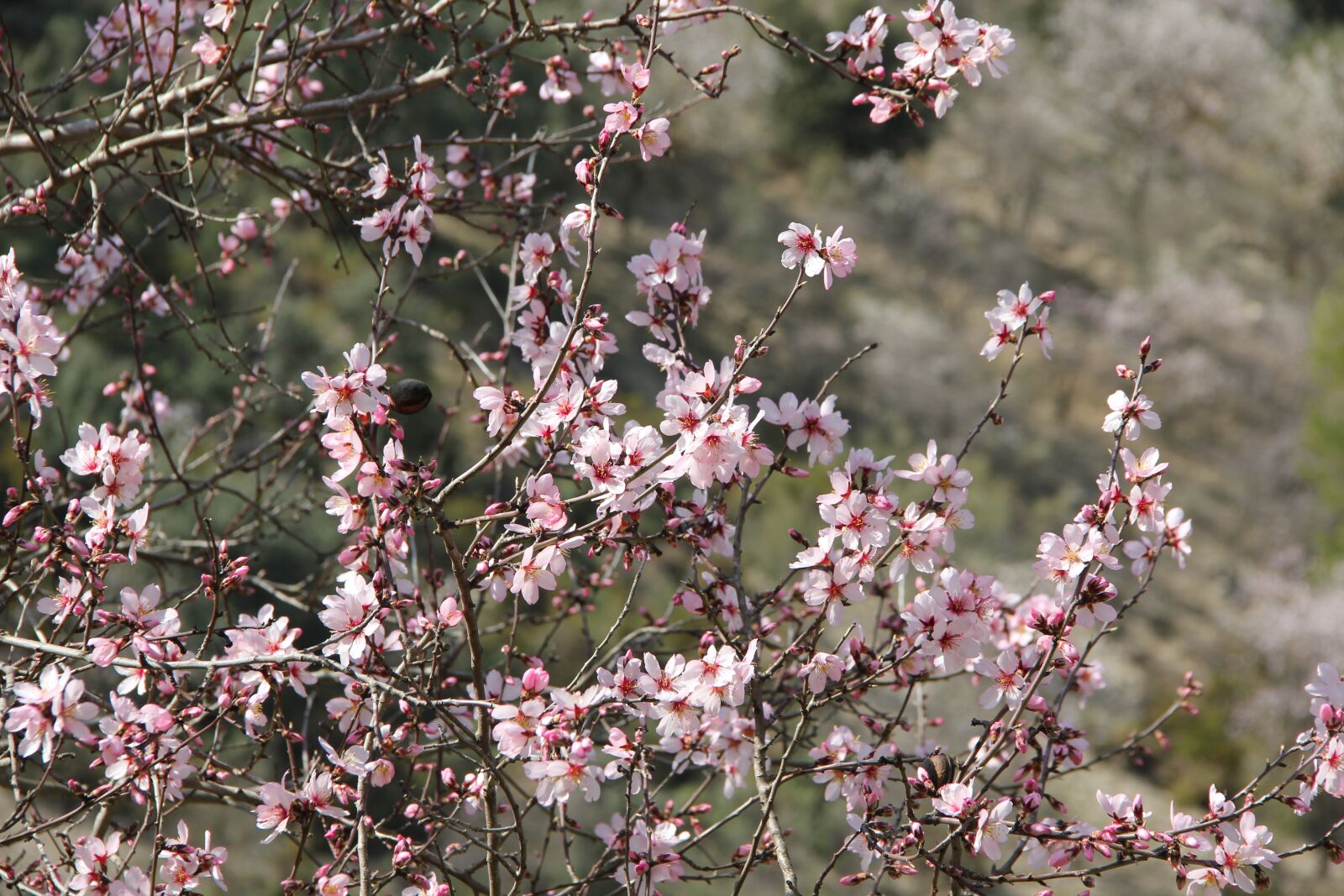 Canon EOS 550D (EOS Rebel T2i / EOS Kiss X4) sample photo. Almond, blossom, tree photography