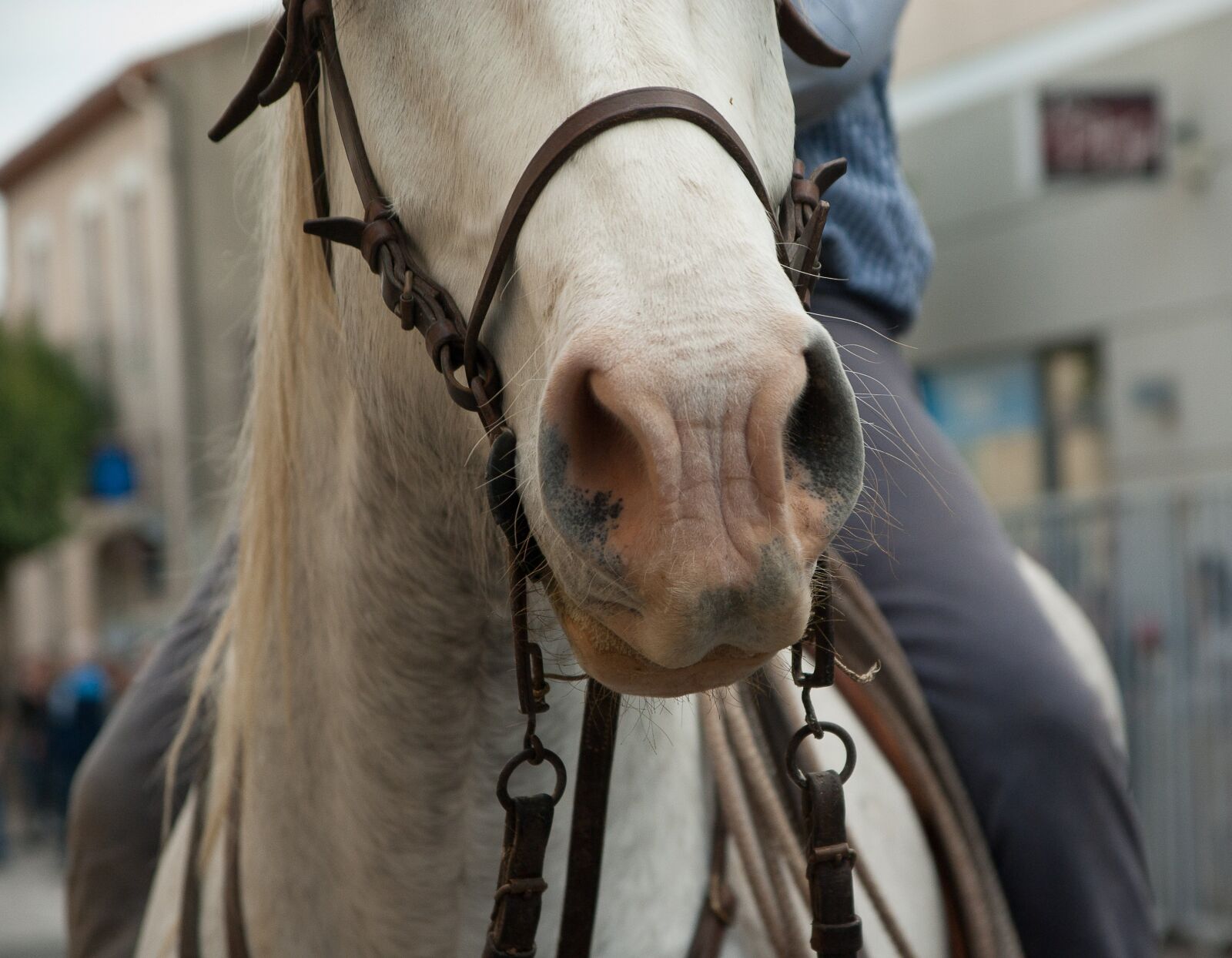 Pentax K10D sample photo. Camargue, horse, jumper photography