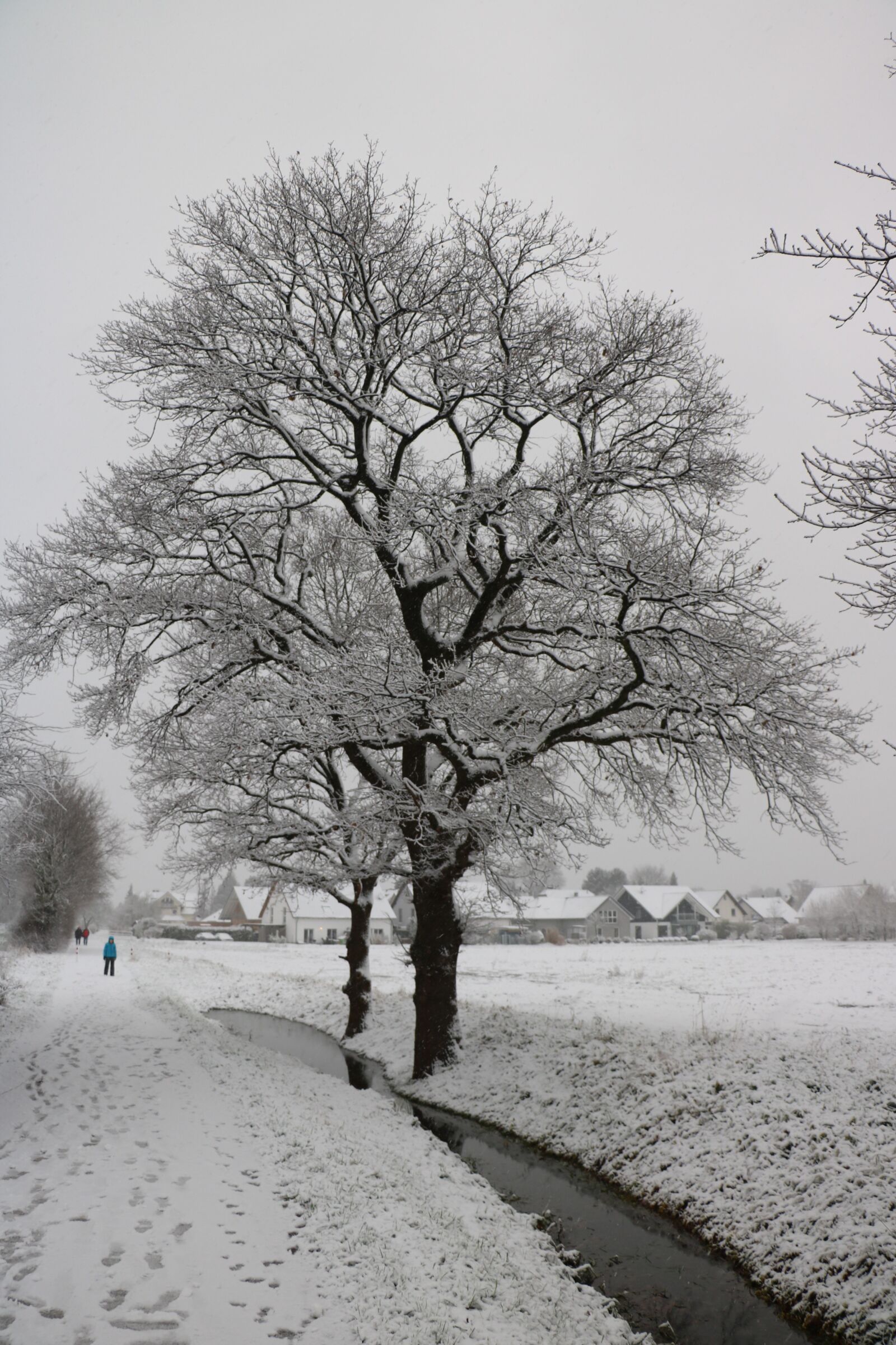 Canon EOS 750D (EOS Rebel T6i / EOS Kiss X8i) sample photo. Tree, snow, winter photography