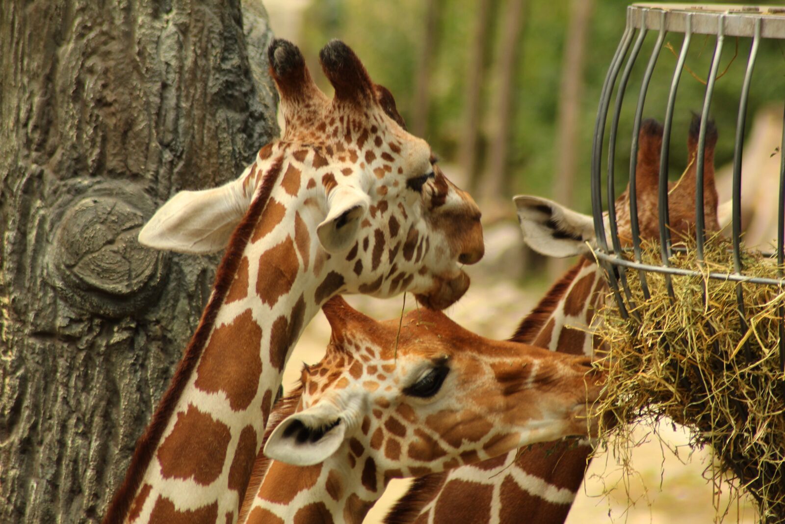 Canon EOS 1300D (EOS Rebel T6 / EOS Kiss X80) sample photo. Giraffe, nature, zoo photography