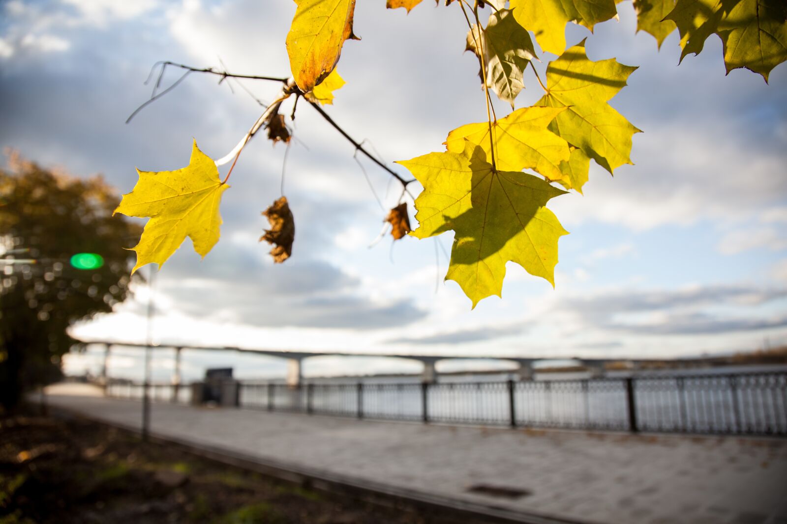 Canon EOS 5D Mark II sample photo. Autumn, leaves, maple photography