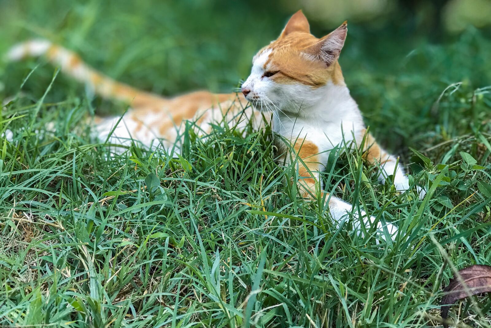iPhone 7 Plus back dual camera 6.6mm f/2.8 sample photo. Cat, green, eyes photography