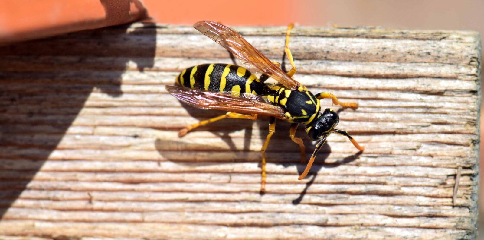 Nikon D3300 sample photo. Nature, insect, wasp, arthropod photography