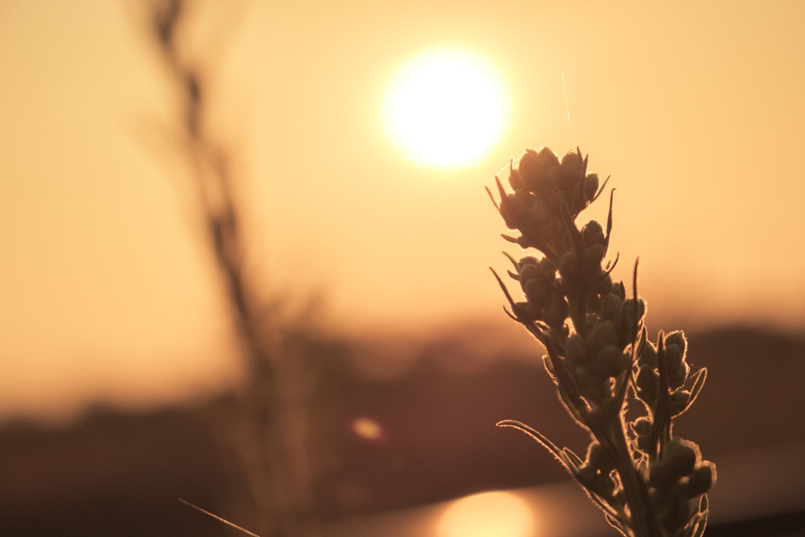 Canon EOS 750D (EOS Rebel T6i / EOS Kiss X8i) sample photo. Sun, plant, rail track photography