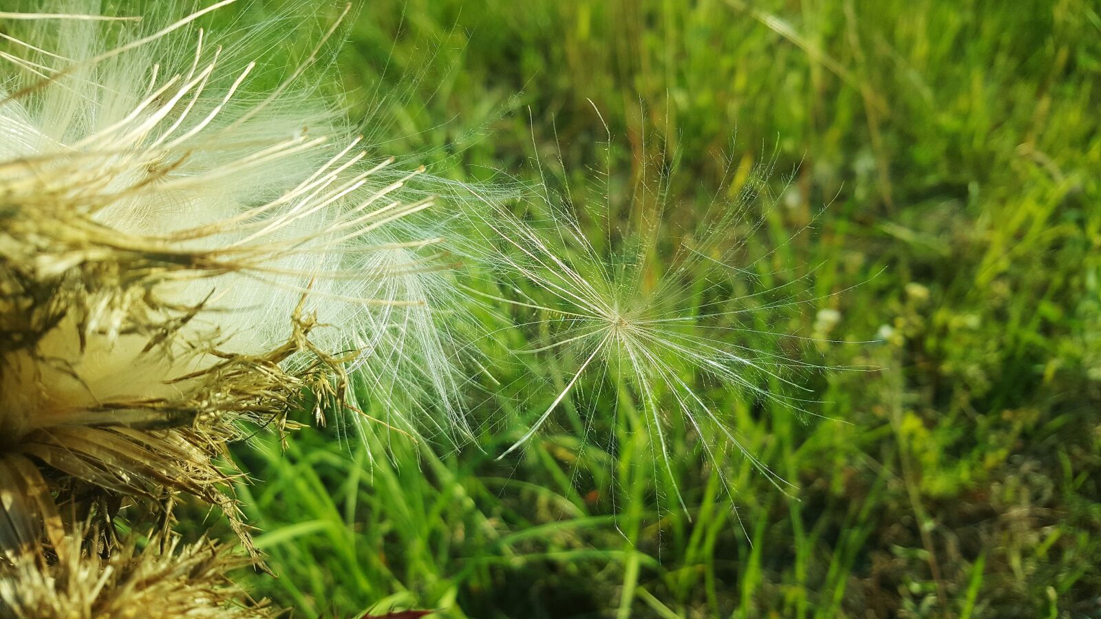 Samsung Galaxy Note5 sample photo. Thistle, bull thistle, pappus photography