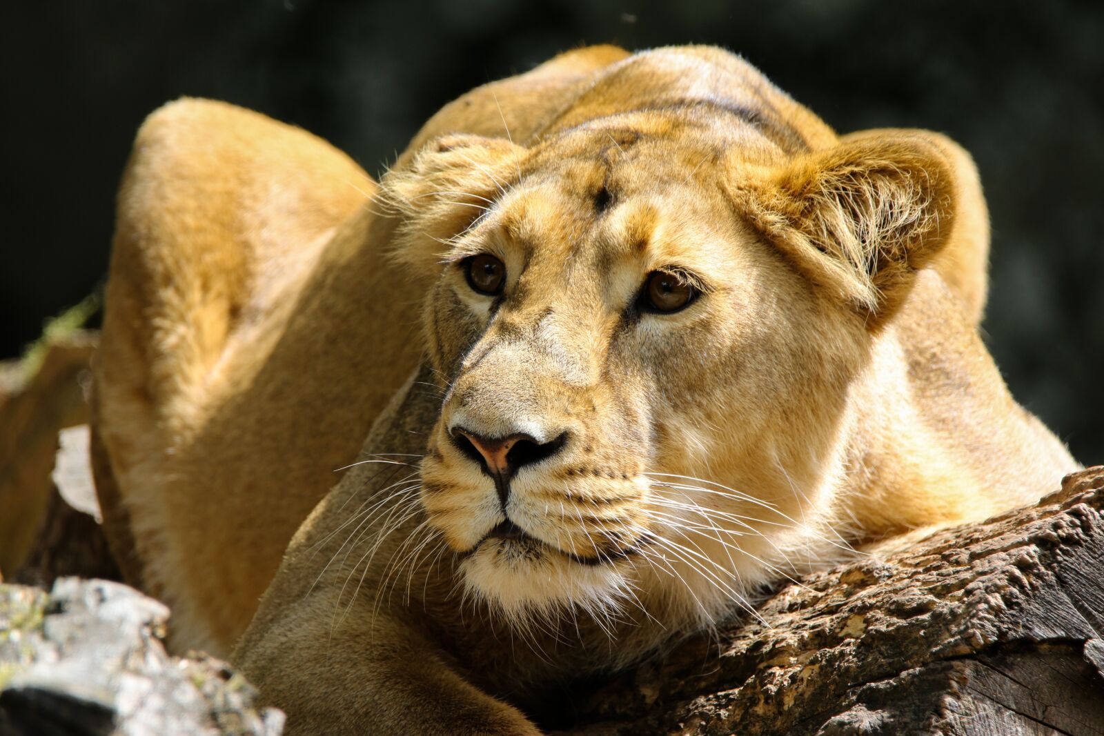 Canon EOS 70D sample photo. Lion, lioness, animal photography