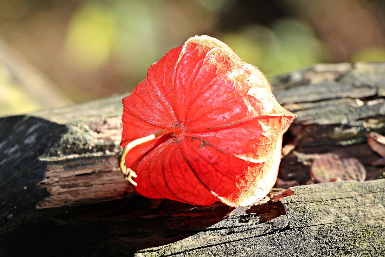 Canon EOS 550D (EOS Rebel T2i / EOS Kiss X4) sample photo. Wood, nature, red, ecology photography