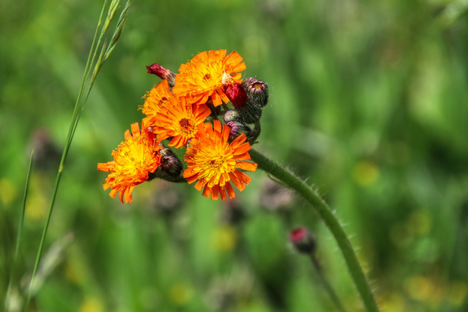 Canon EOS 80D sample photo. Flowers, bloom, flower photography