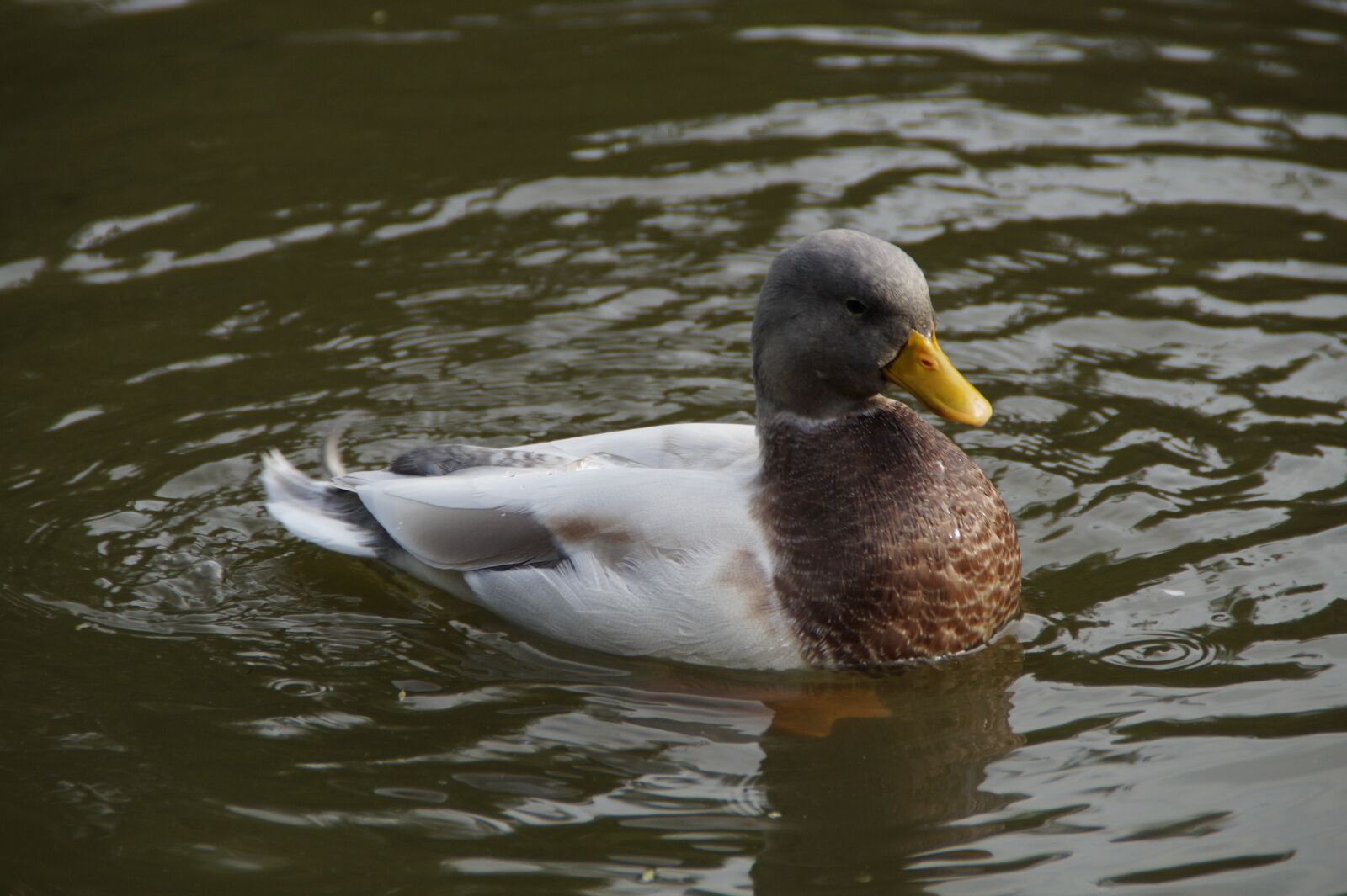 Sony SLT-A58 sample photo. Duck, drake, swim photography