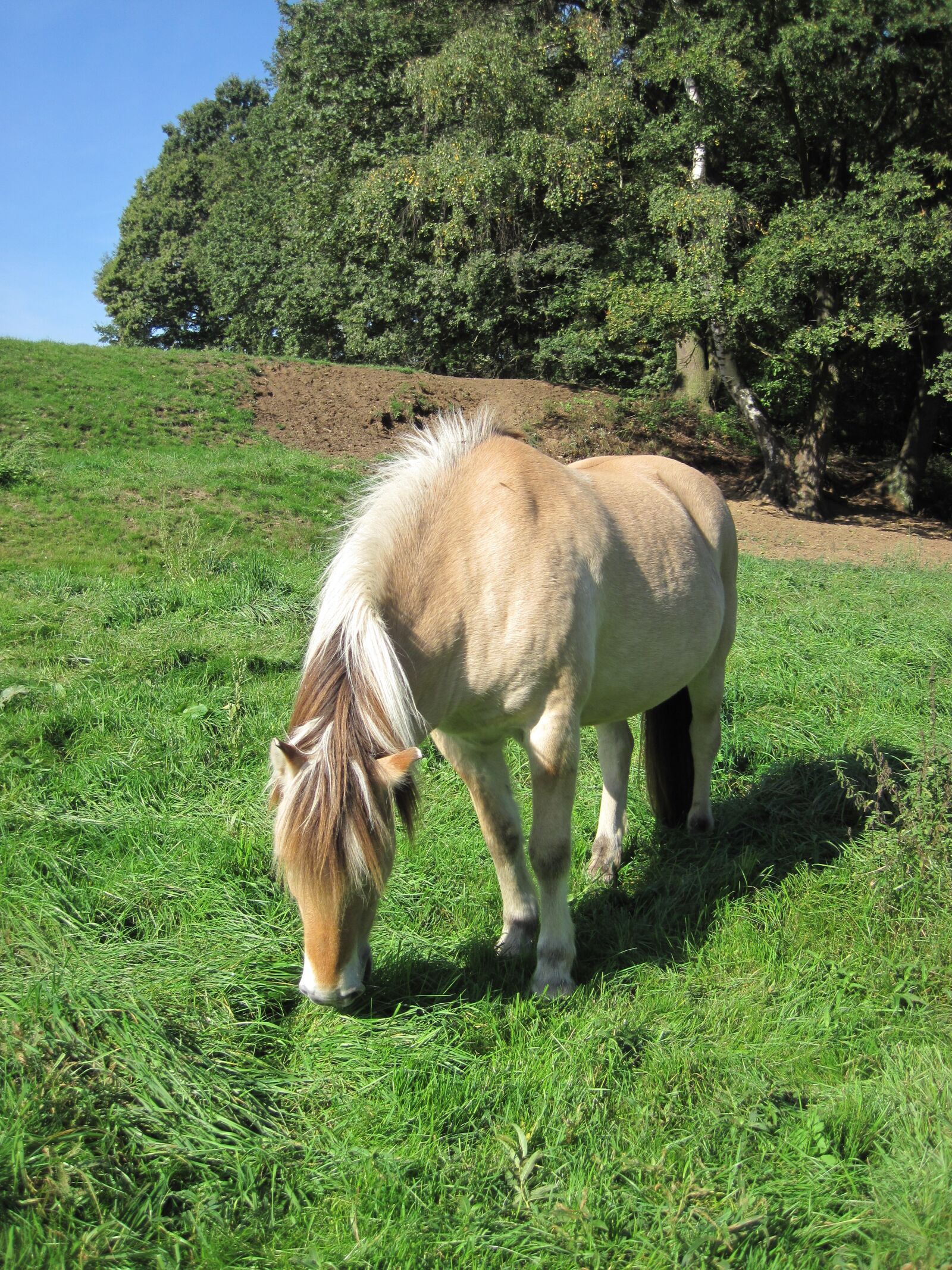 Canon PowerShot D10 sample photo. Pony, pasture, fjord horse photography