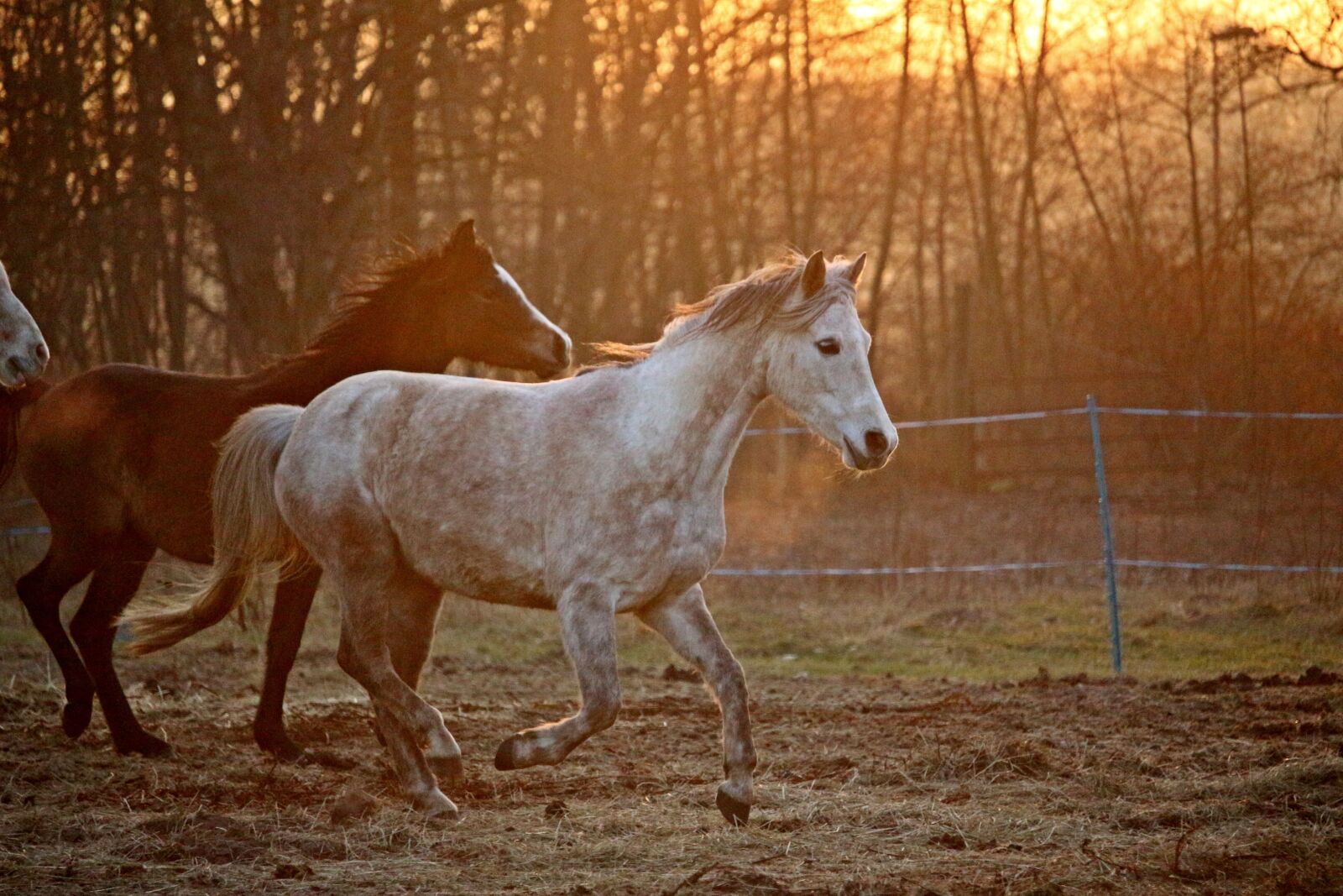 Canon EOS 100D (EOS Rebel SL1 / EOS Kiss X7) sample photo. Horse, mold, evening light photography