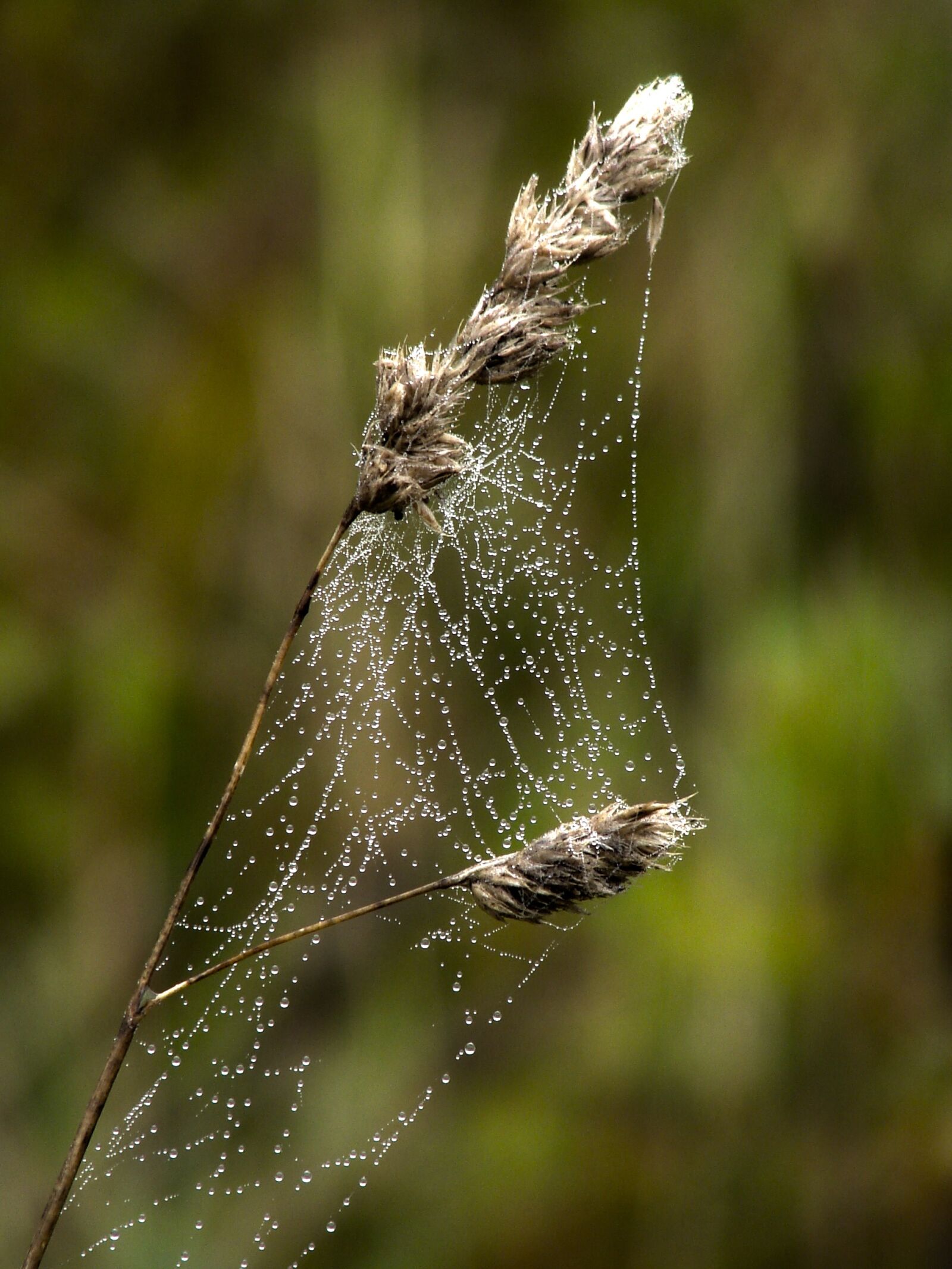 Sony DSC-H1 sample photo. Cobweb, dewdrop, nature photography