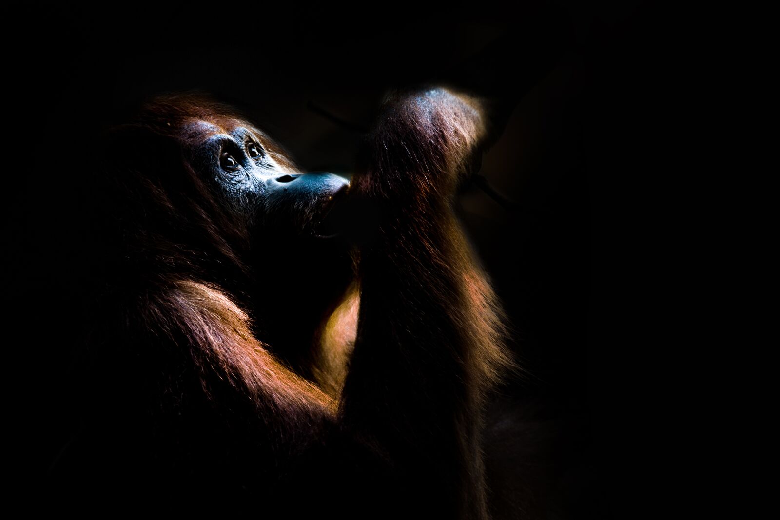 Canon EOS 7D sample photo. Orang utan, monkey, nature photography