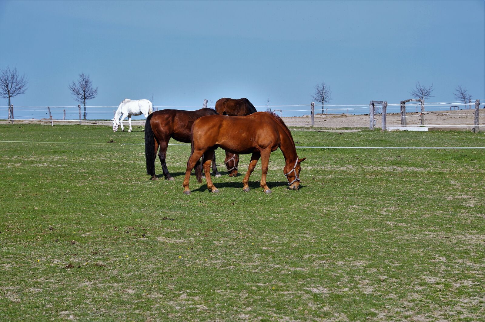 Sony SLT-A58 sample photo. Horses, pen, farm photography