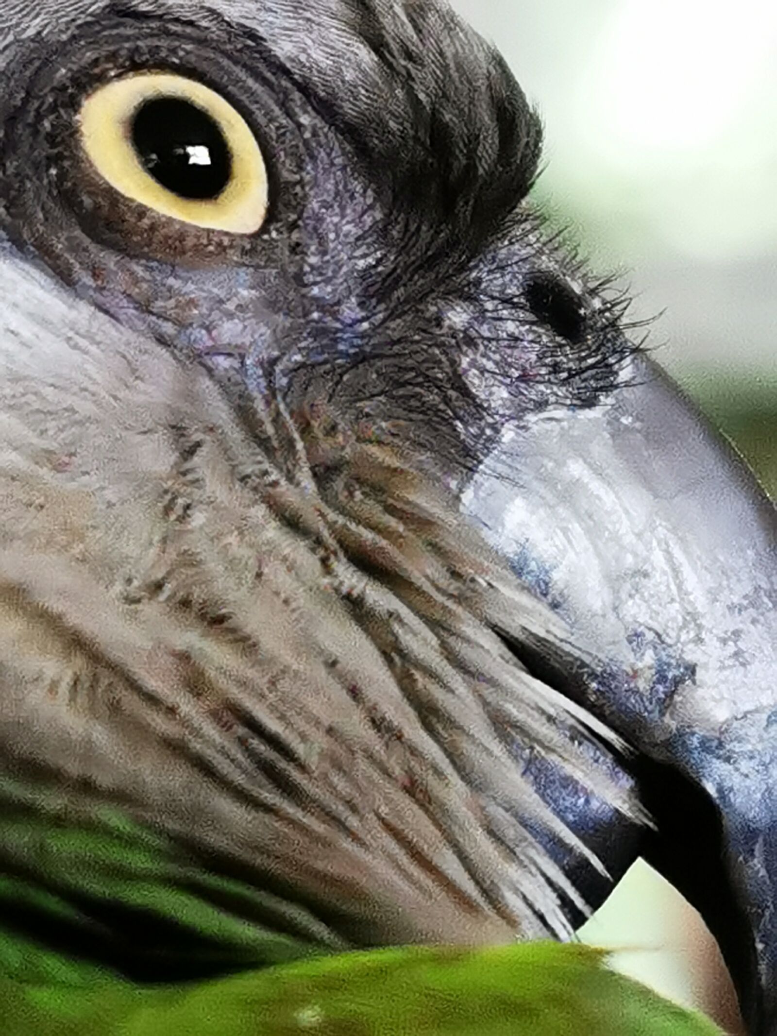 HUAWEI P30 Pro sample photo. Senegal parrot, bird, eye photography