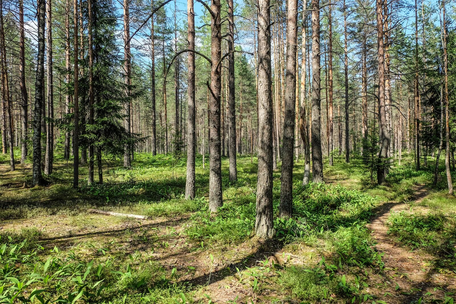 Fujifilm X-A2 + Fujifilm XC 16-50mm F3.5-5.6 OIS II sample photo. Forest, russia, beauty photography