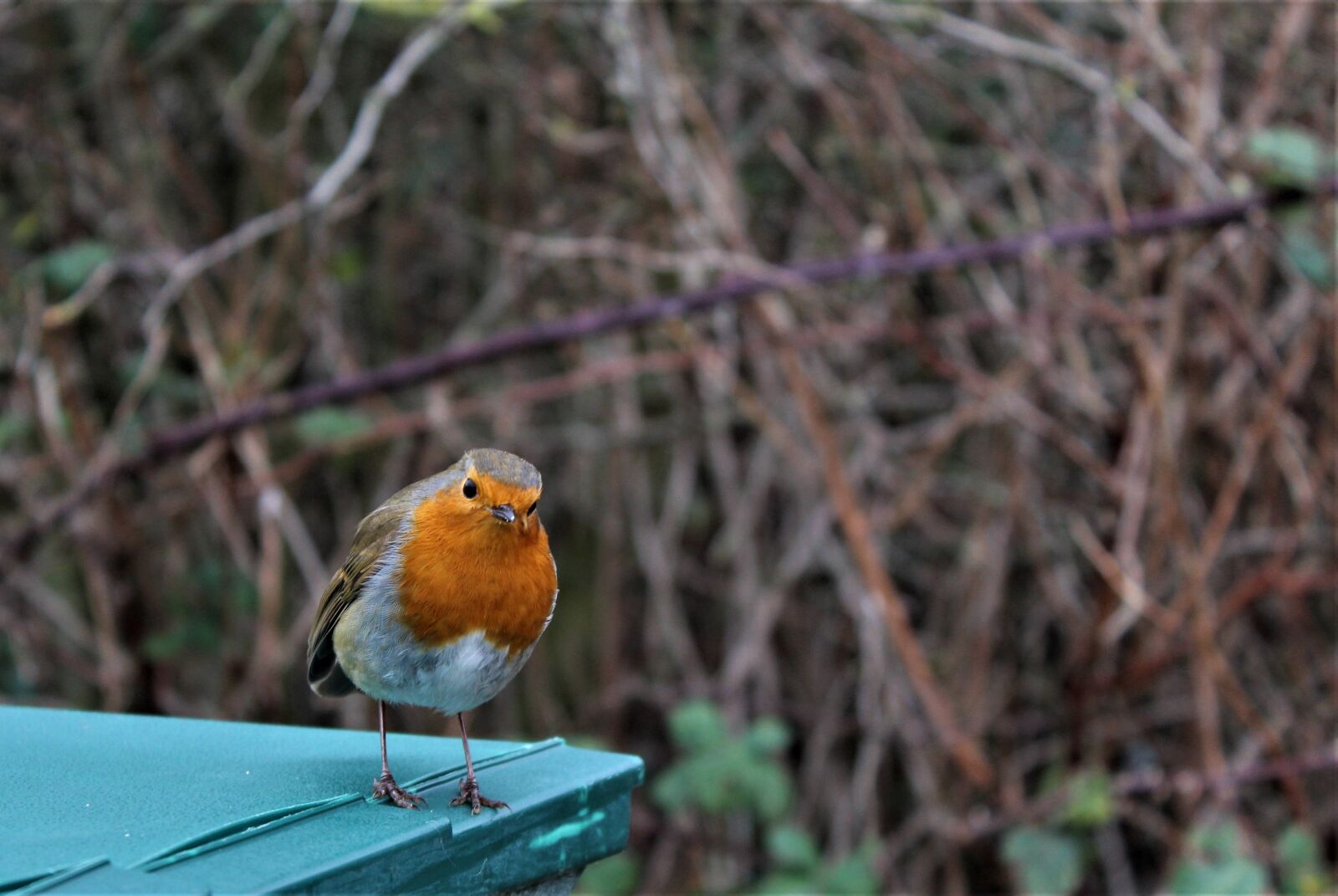 Canon EOS 4000D (EOS Rebel T100 / EOS 3000D) sample photo. Robin, wildlife, bird photography