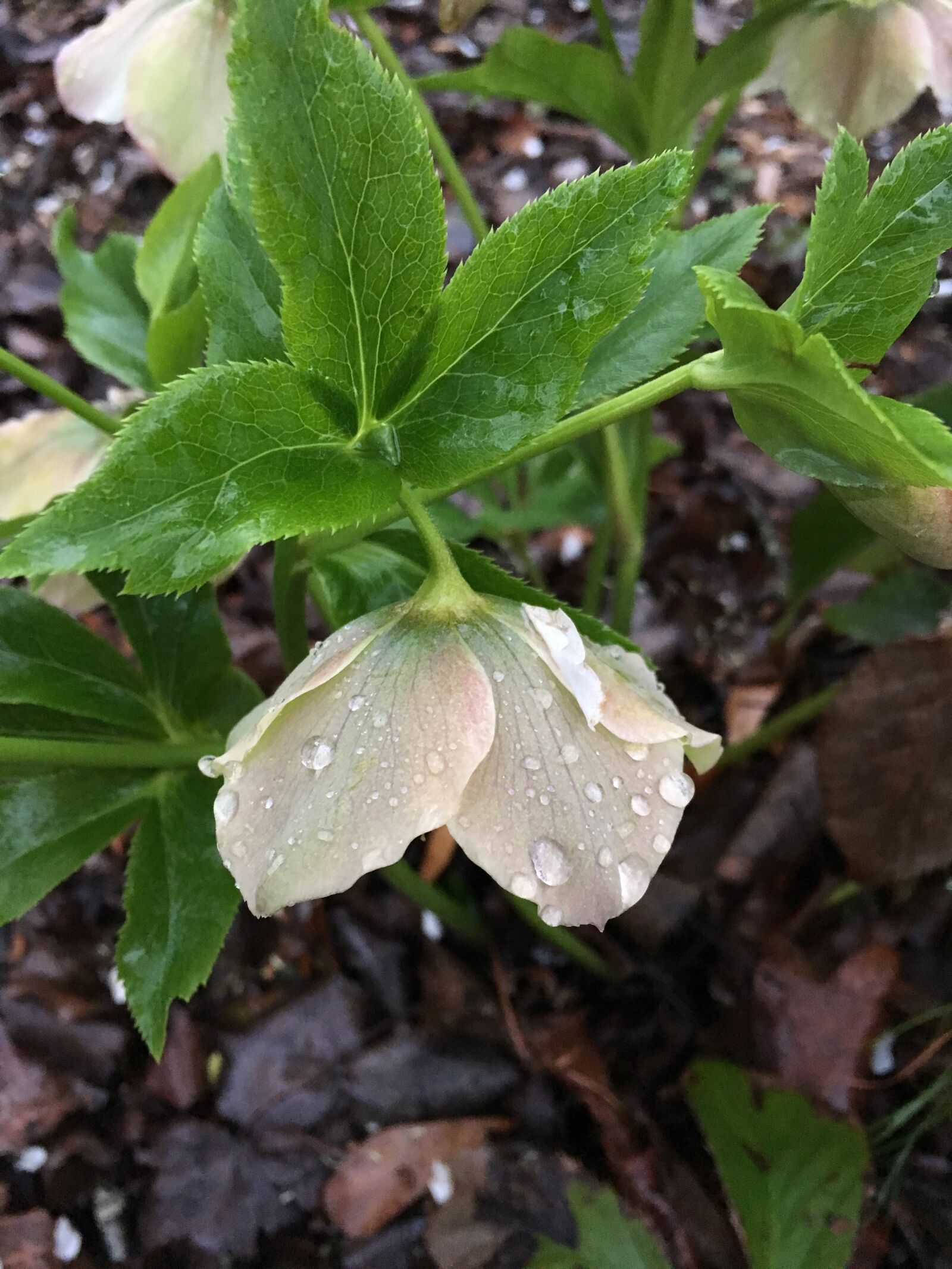 Apple iPhone 6s sample photo. Leaf, nature, flora photography