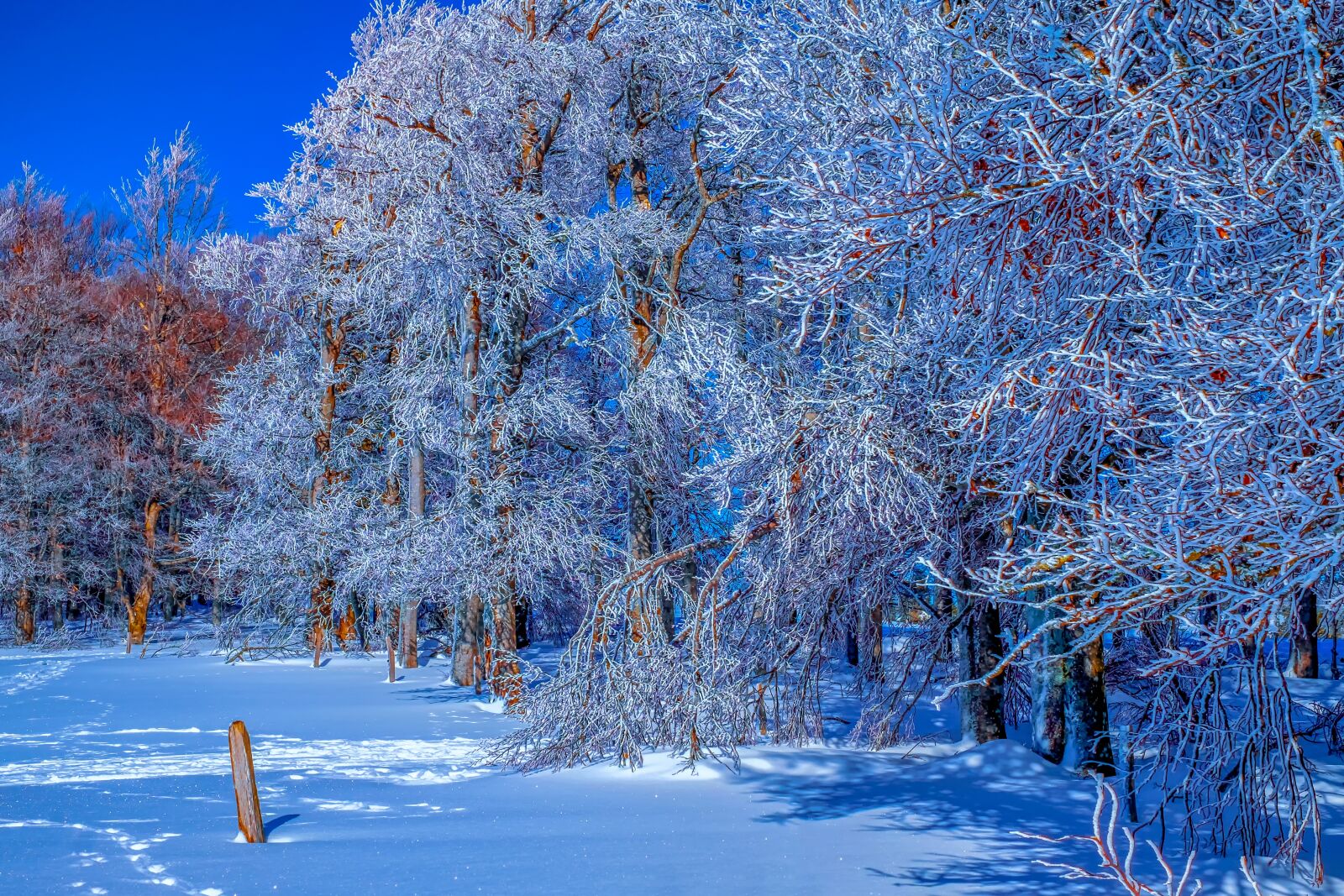 Fujifilm X-T10 + Fujifilm XF 35mm F1.4 R sample photo. Forest, winter, snow photography