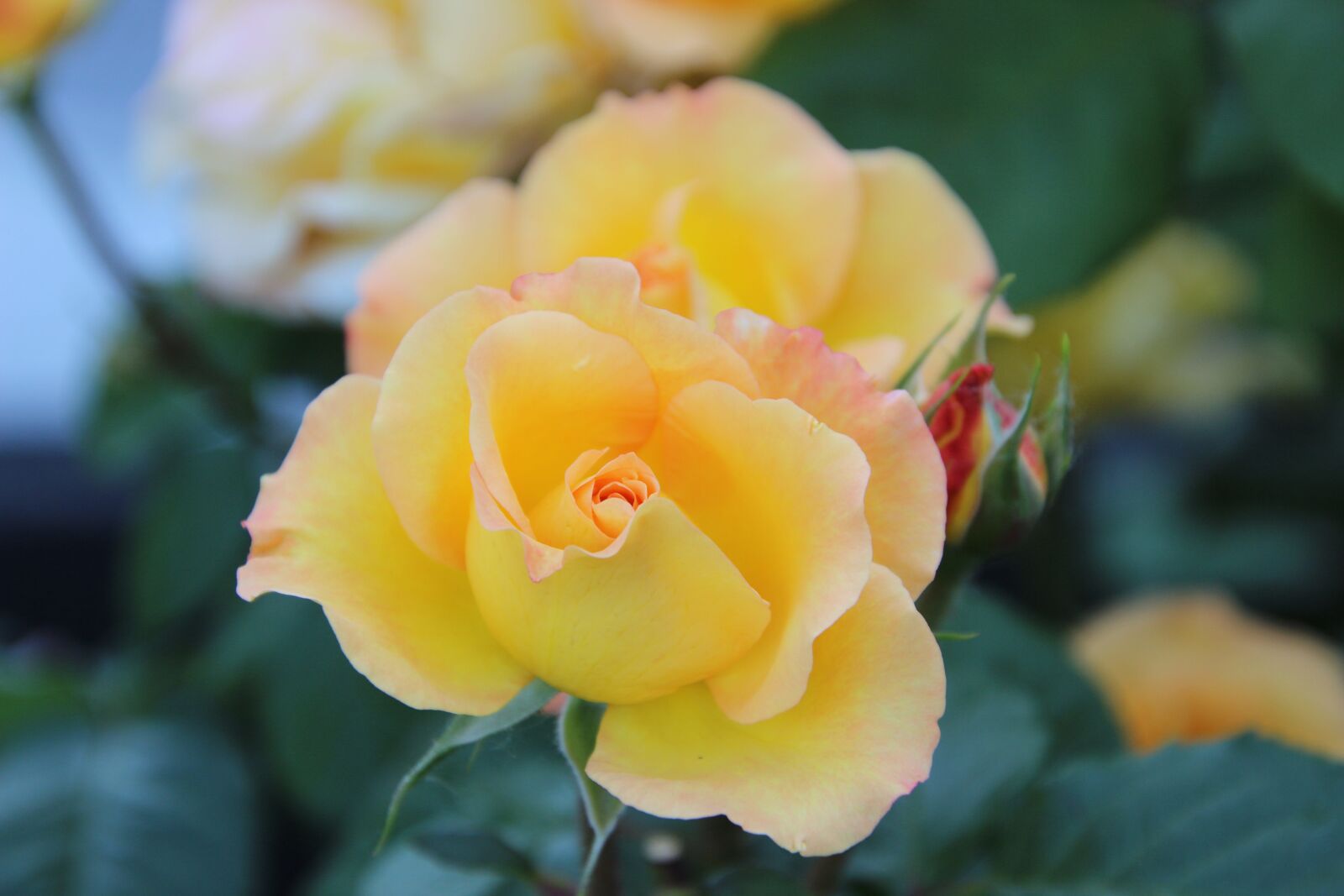 Canon EOS 600D (Rebel EOS T3i / EOS Kiss X5) sample photo. Rose, yellow rose, flower photography
