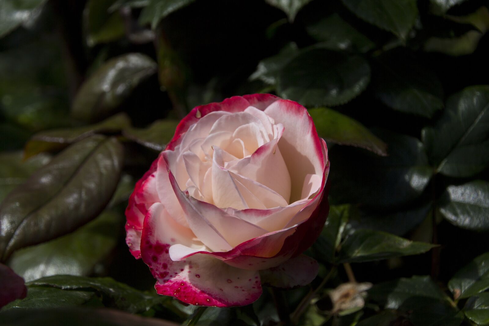 Canon EOS 60D sample photo. Rose, flower, nature photography