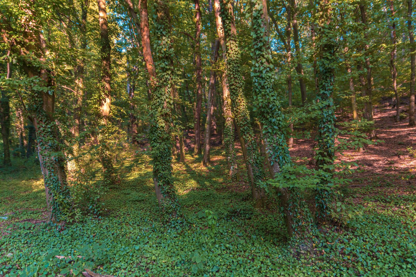 Nikon D7100 sample photo. Forest, green, nature photography