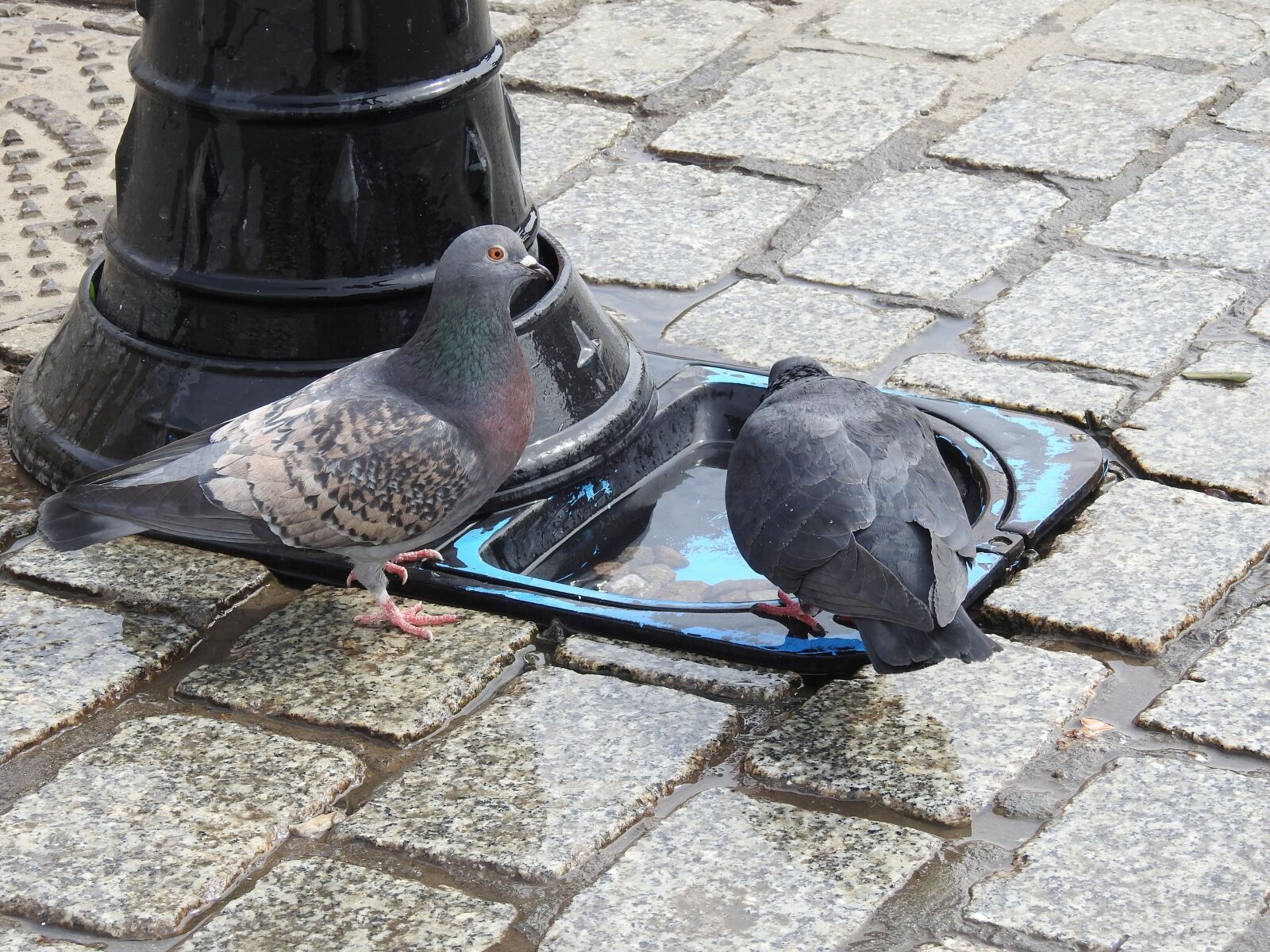 Nikon Coolpix P900 sample photo. Birds, stone, animals photography