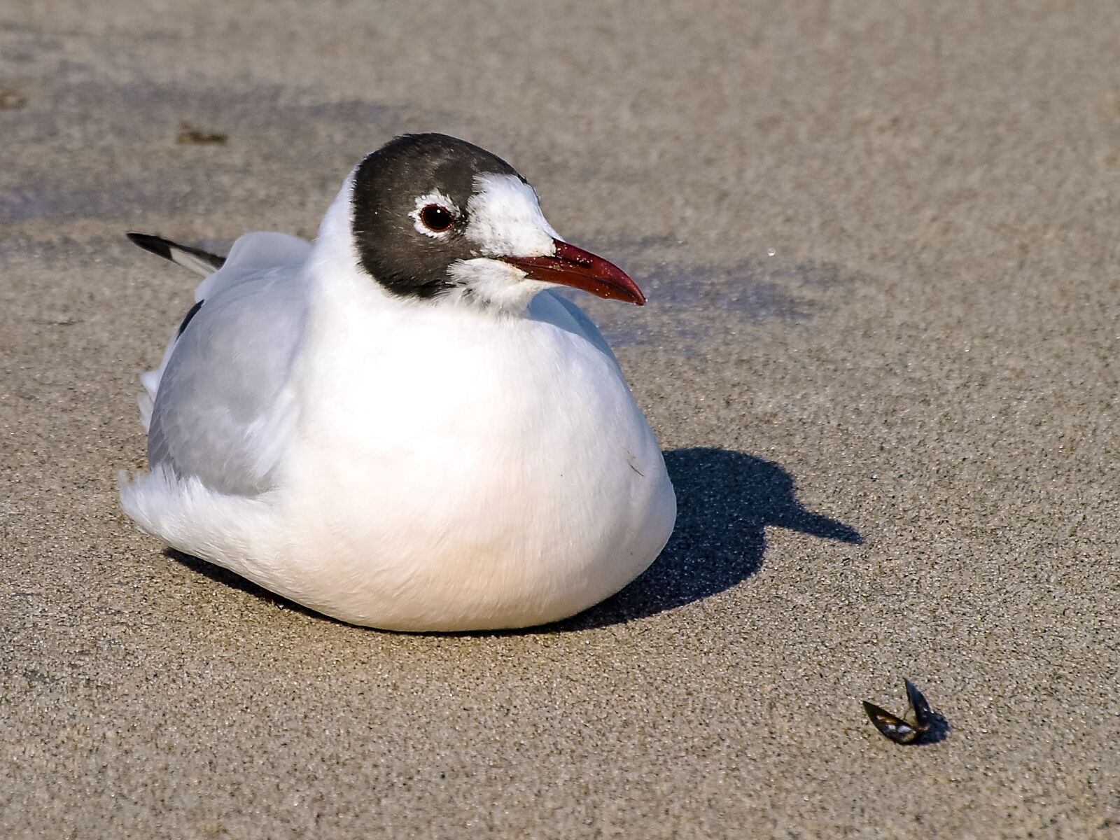 Olympus E-3 sample photo. Black headed gull, seagull photography