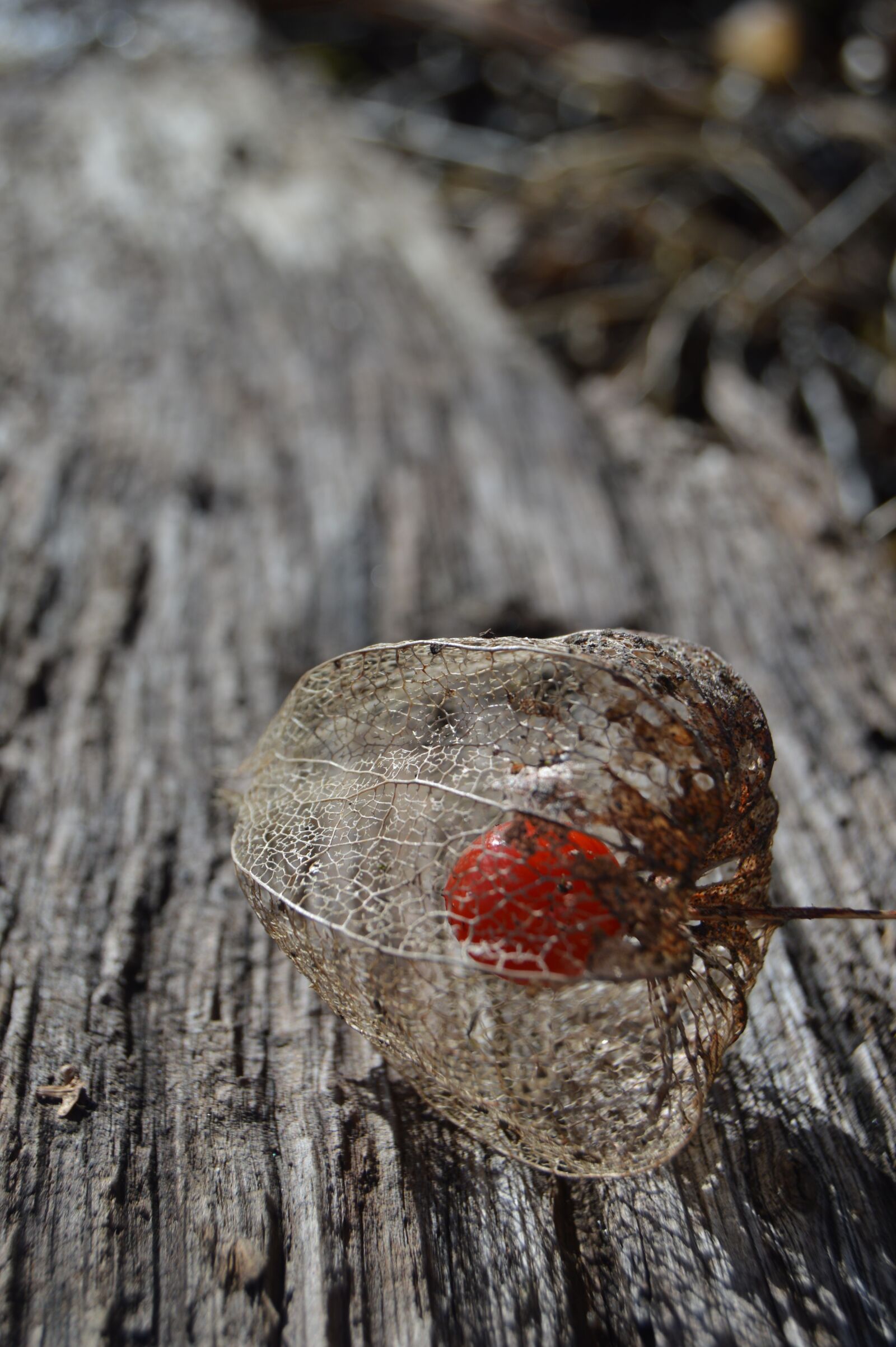 Nikon D3200 sample photo. Lampions, garden, plank photography