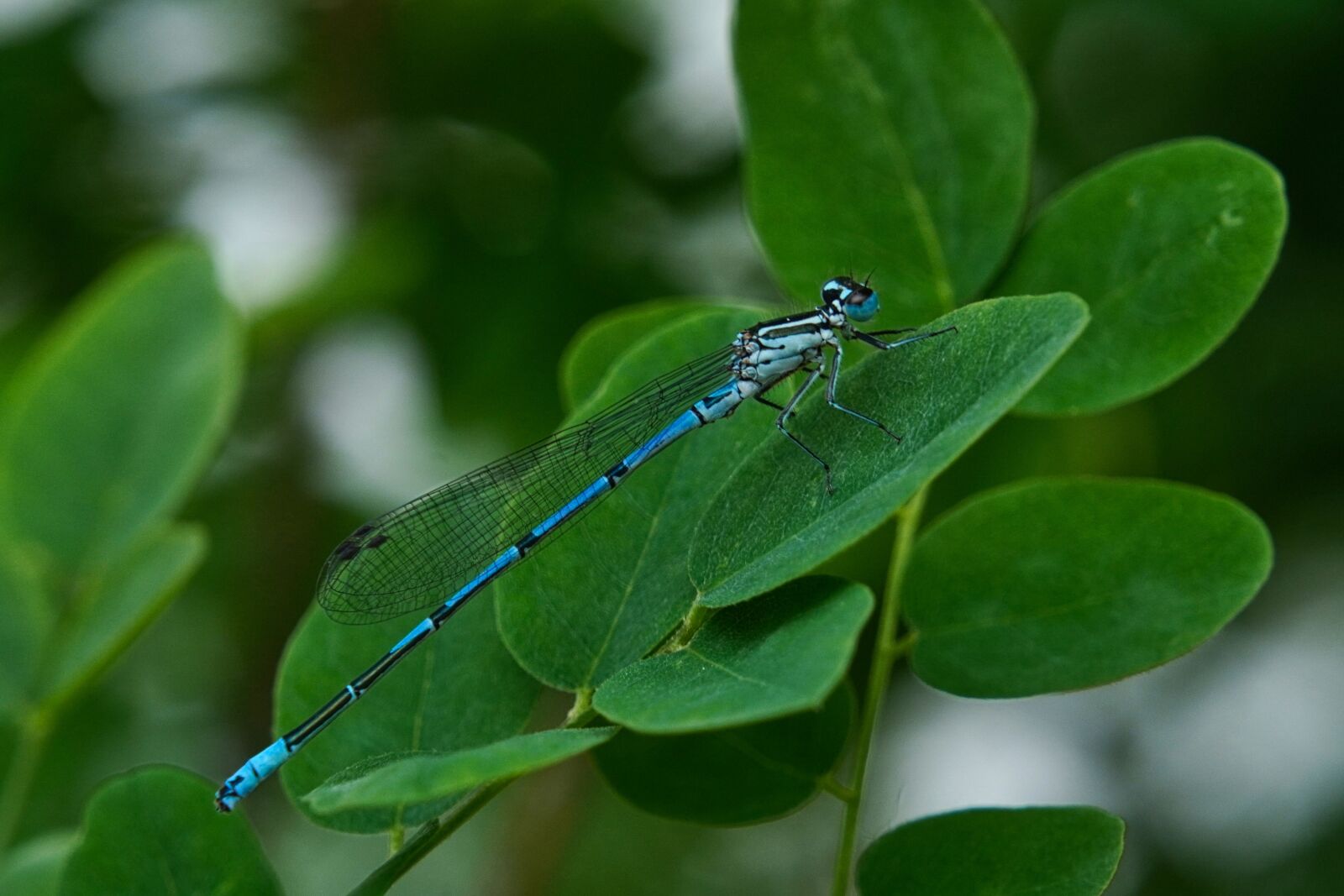 Sony a6400 sample photo. Dragonfly, insect, rainy day photography