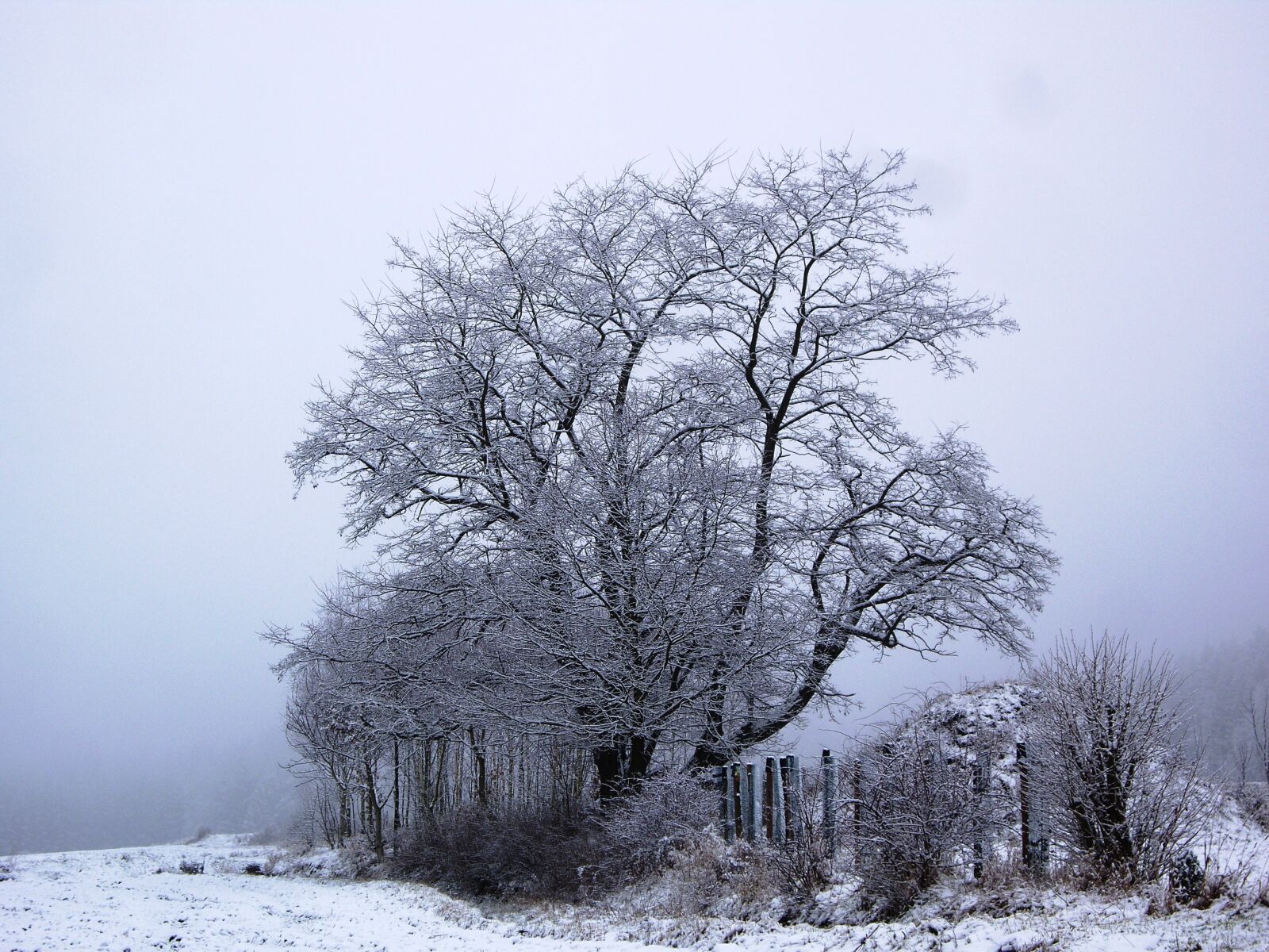 Pentax OPTIO A30 sample photo. Tree, winter, winter trees photography