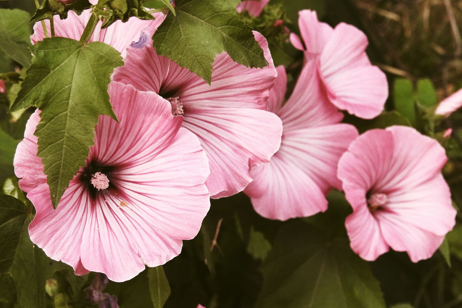 Nikon Coolpix P900 sample photo. Mallow, flowers, pink photography