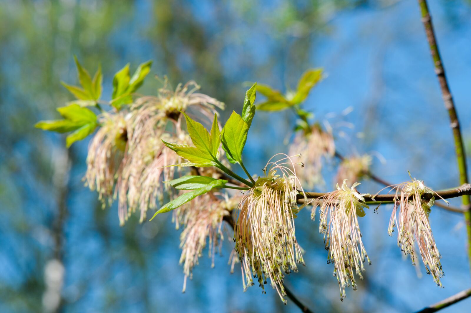 Nikon D300S sample photo. Trees, earrings, blue sky photography