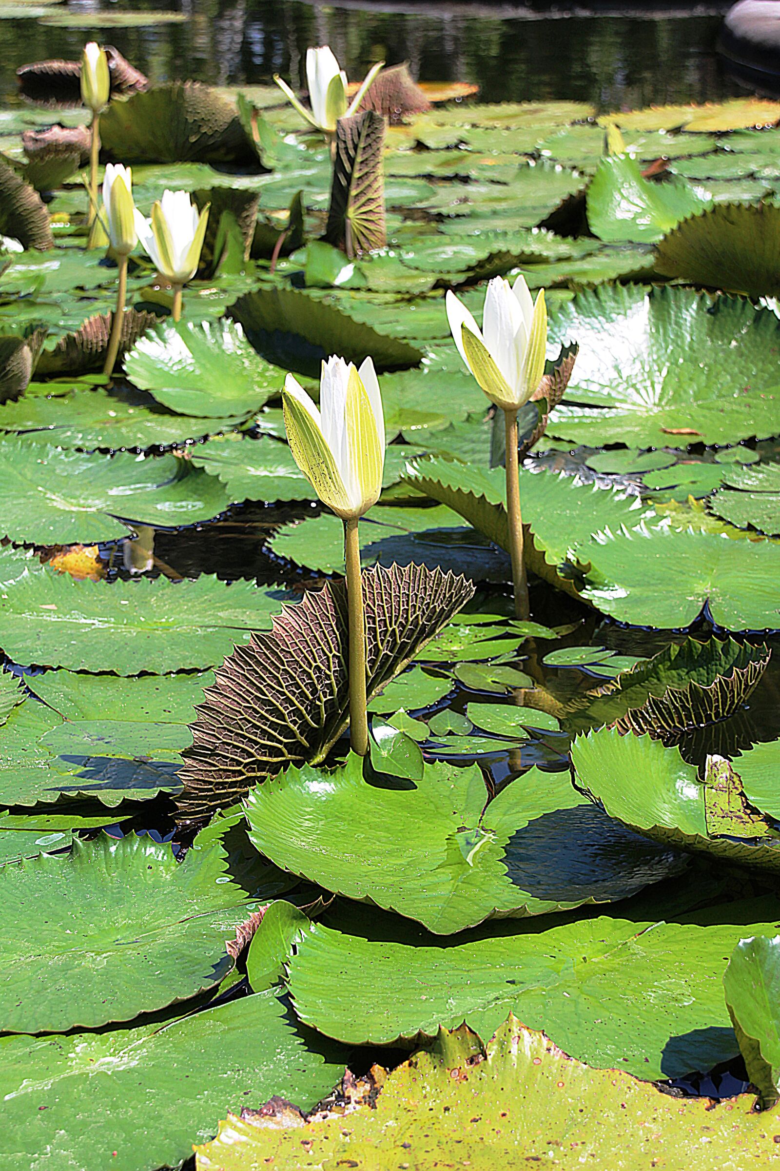 Canon EOS 700D (EOS Rebel T5i / EOS Kiss X7i) sample photo. Water lily, flowering, white photography