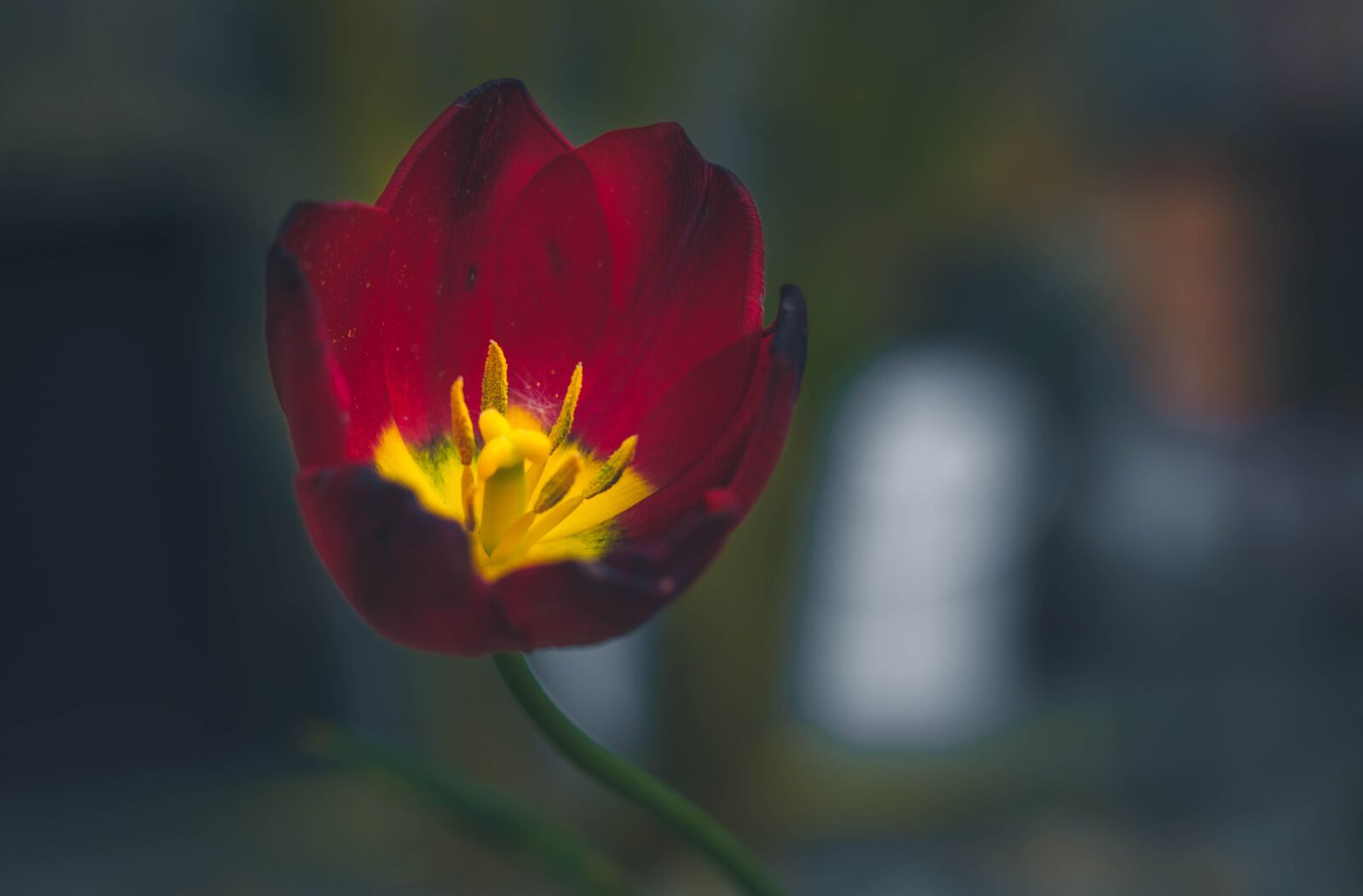 Nikon D5600 sample photo. Flower, red, garden photography