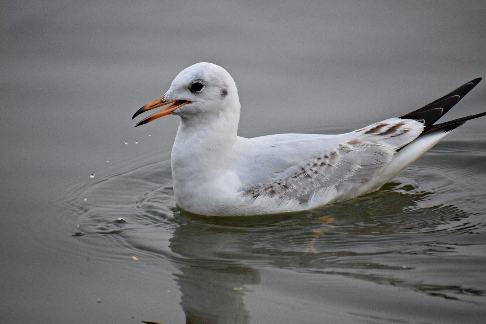 Nikon D3300 sample photo. Water, bird, seagull photography