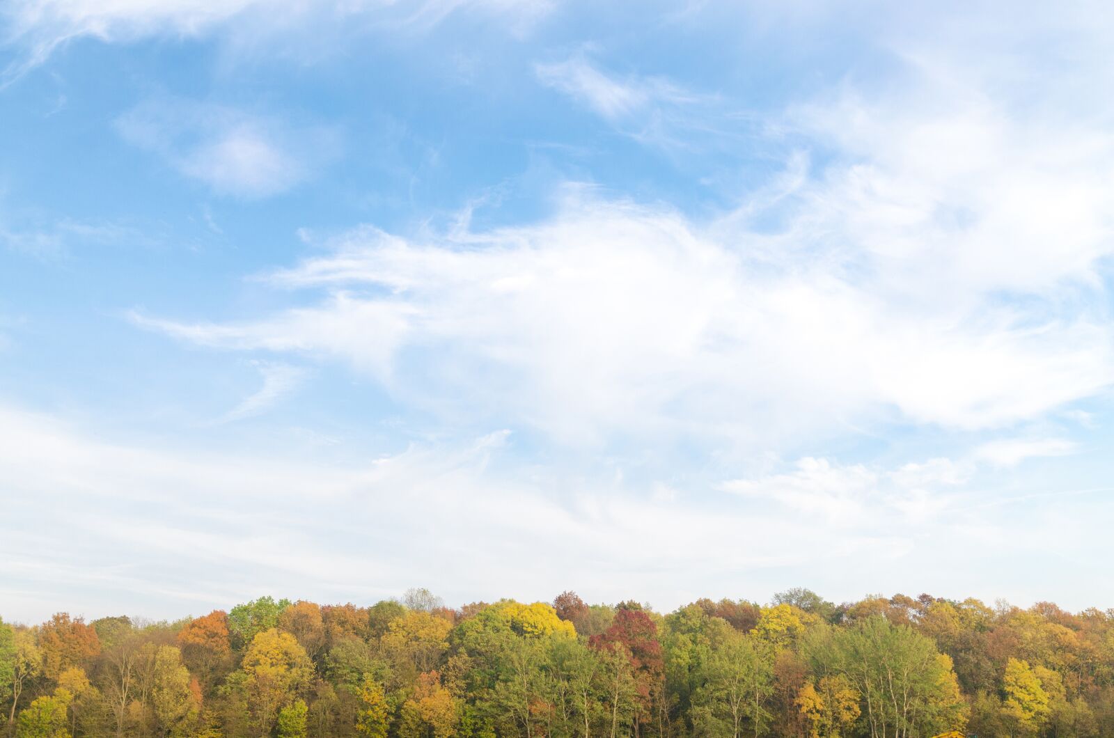 Nikon D5100 sample photo. Autumn, forest, green photography