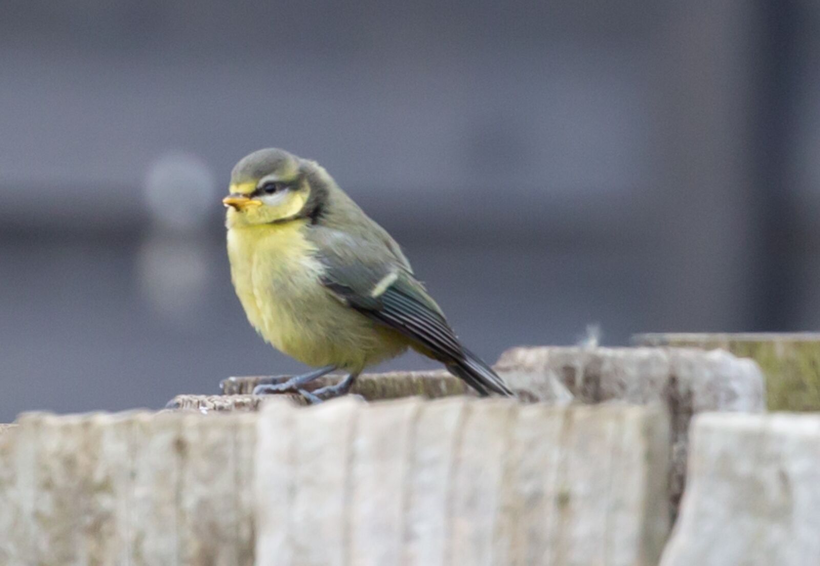 Canon EOS 5D Mark III sample photo. Fledgling blue tit, baby photography
