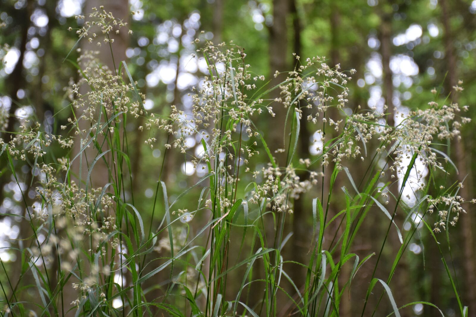 Nikon D5300 sample photo. Close up, forest grass photography