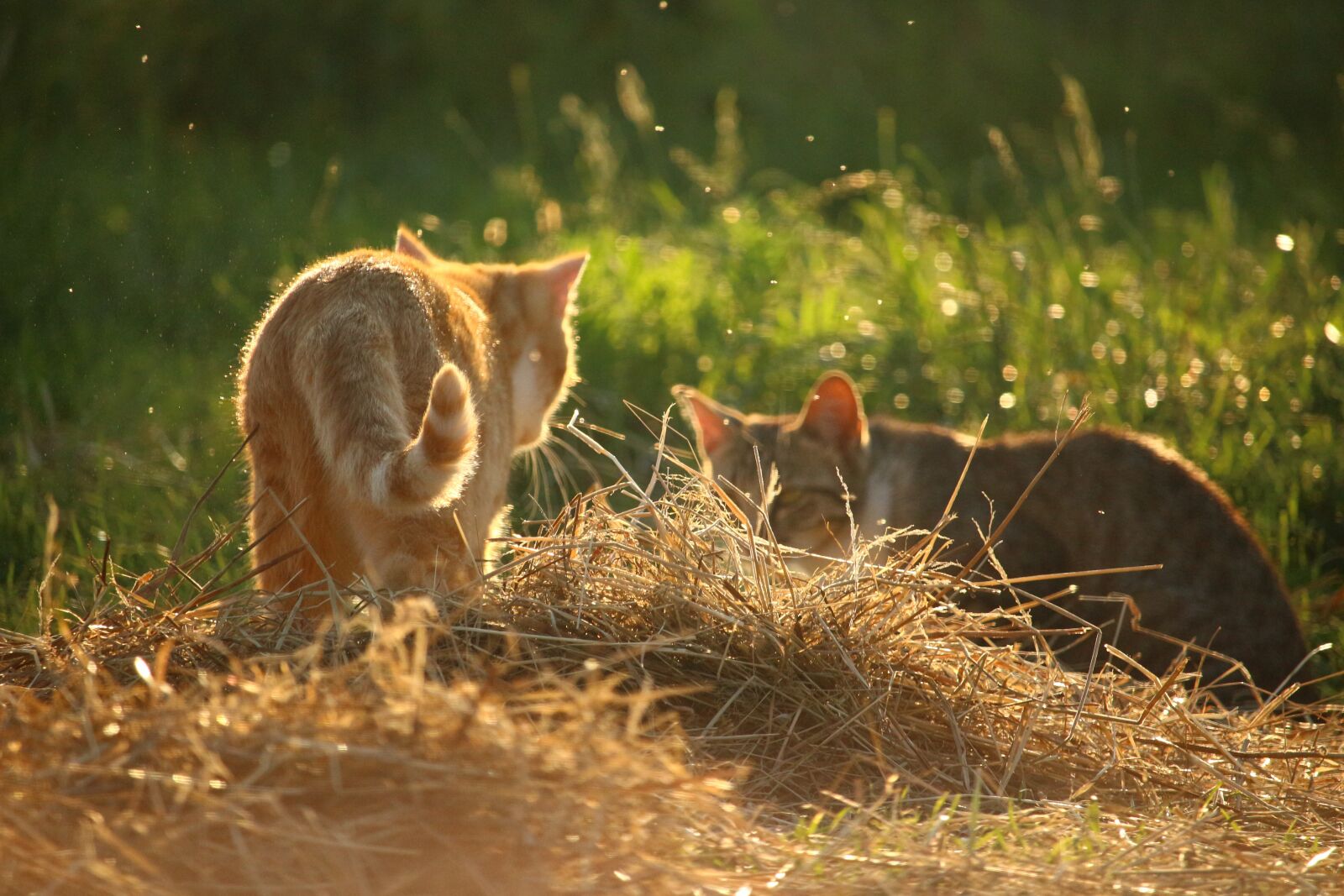 Canon EOS 100D (EOS Rebel SL1 / EOS Kiss X7) sample photo. Cat, mieze, kitten photography
