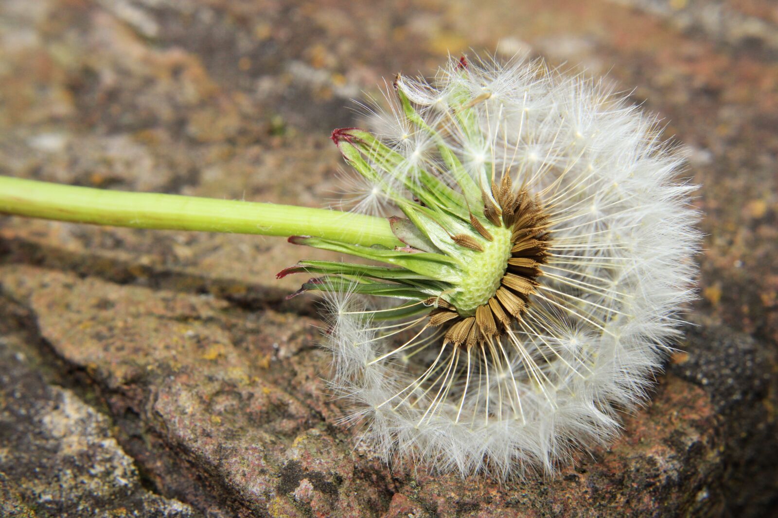 Canon EOS 2000D (EOS Rebel T7 / EOS Kiss X90 / EOS 1500D) sample photo. Dandelion, meadow, dandelion meadow photography