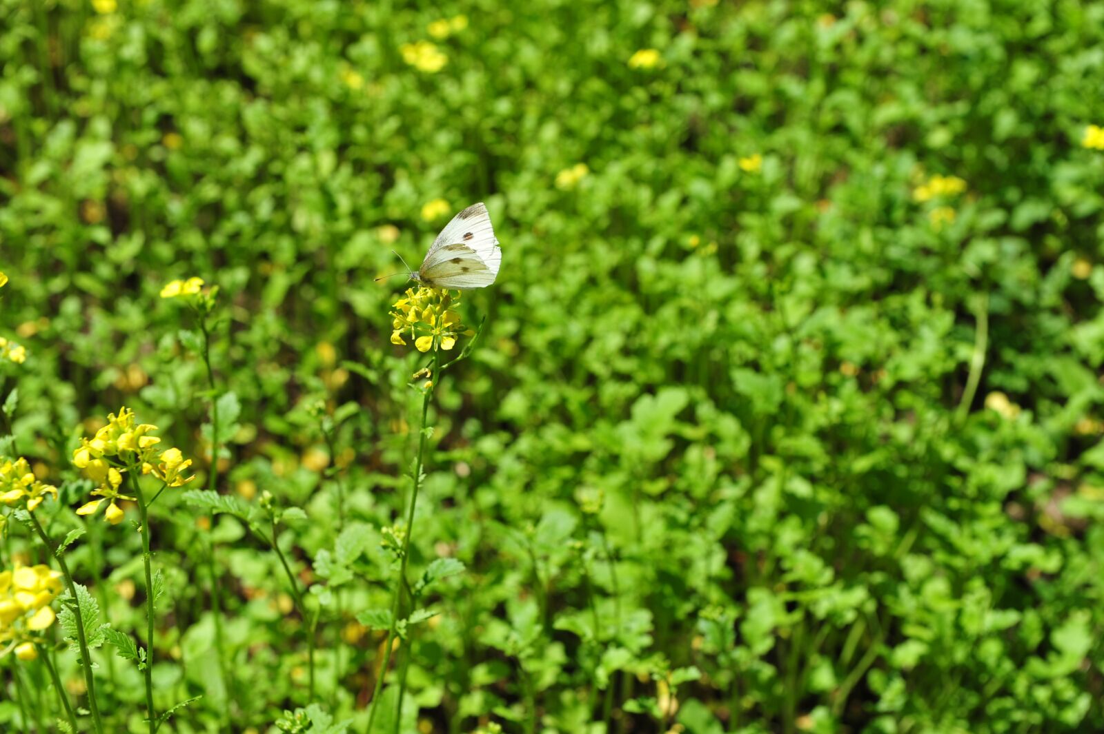 Nikon D700 sample photo. Butterfly, meadow, white photography